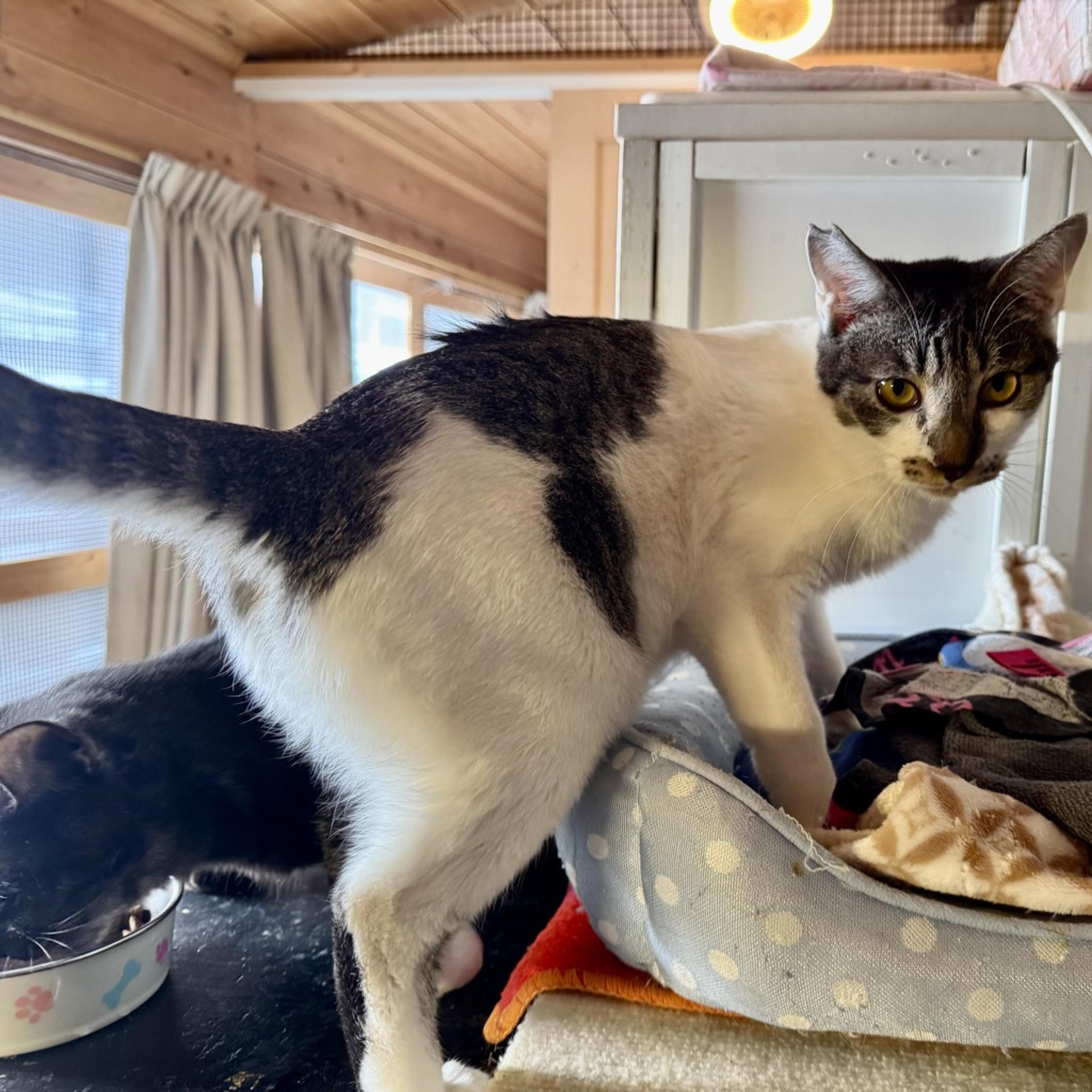 pet-image-3
