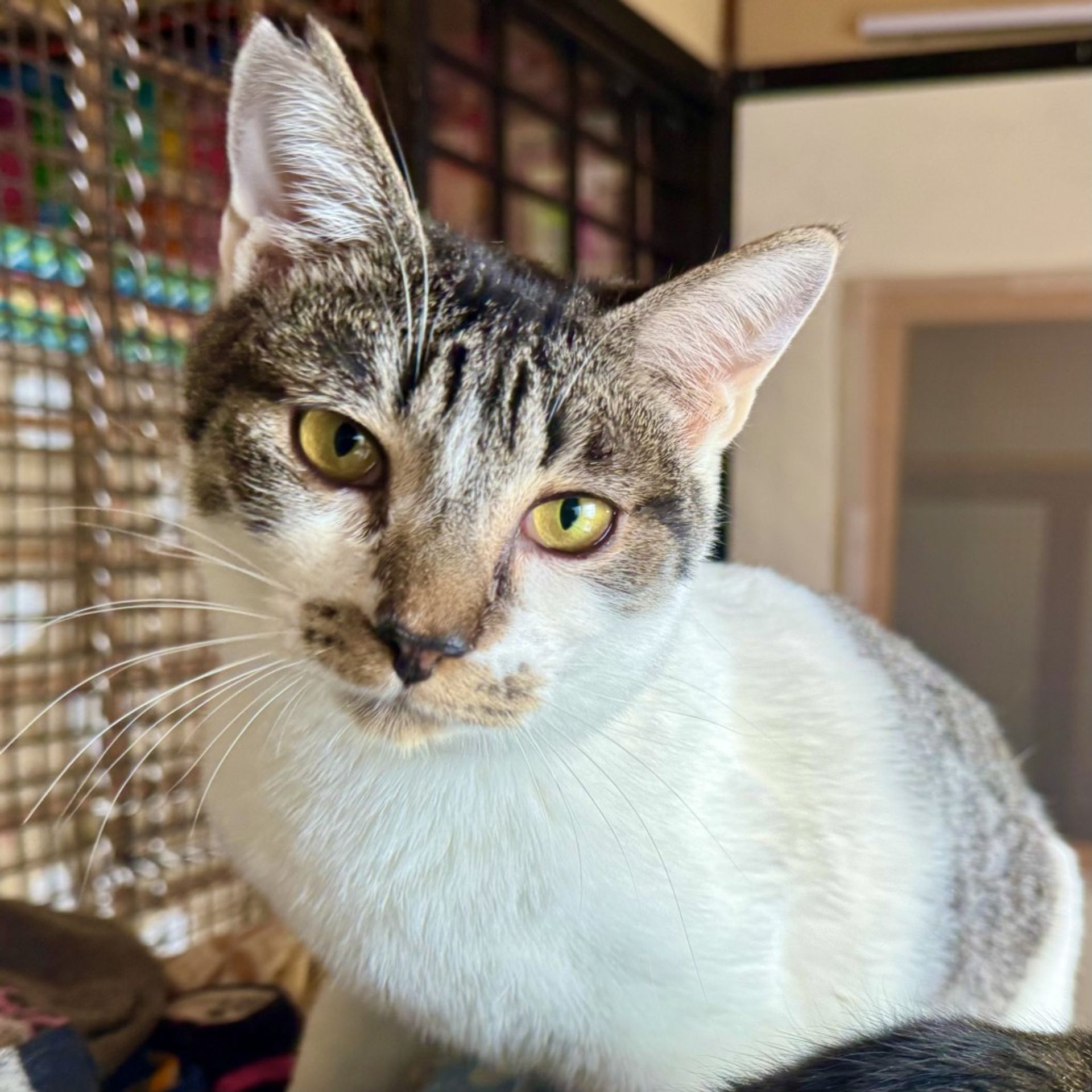 雑種（ミックス猫）・オスの里親募集の写真