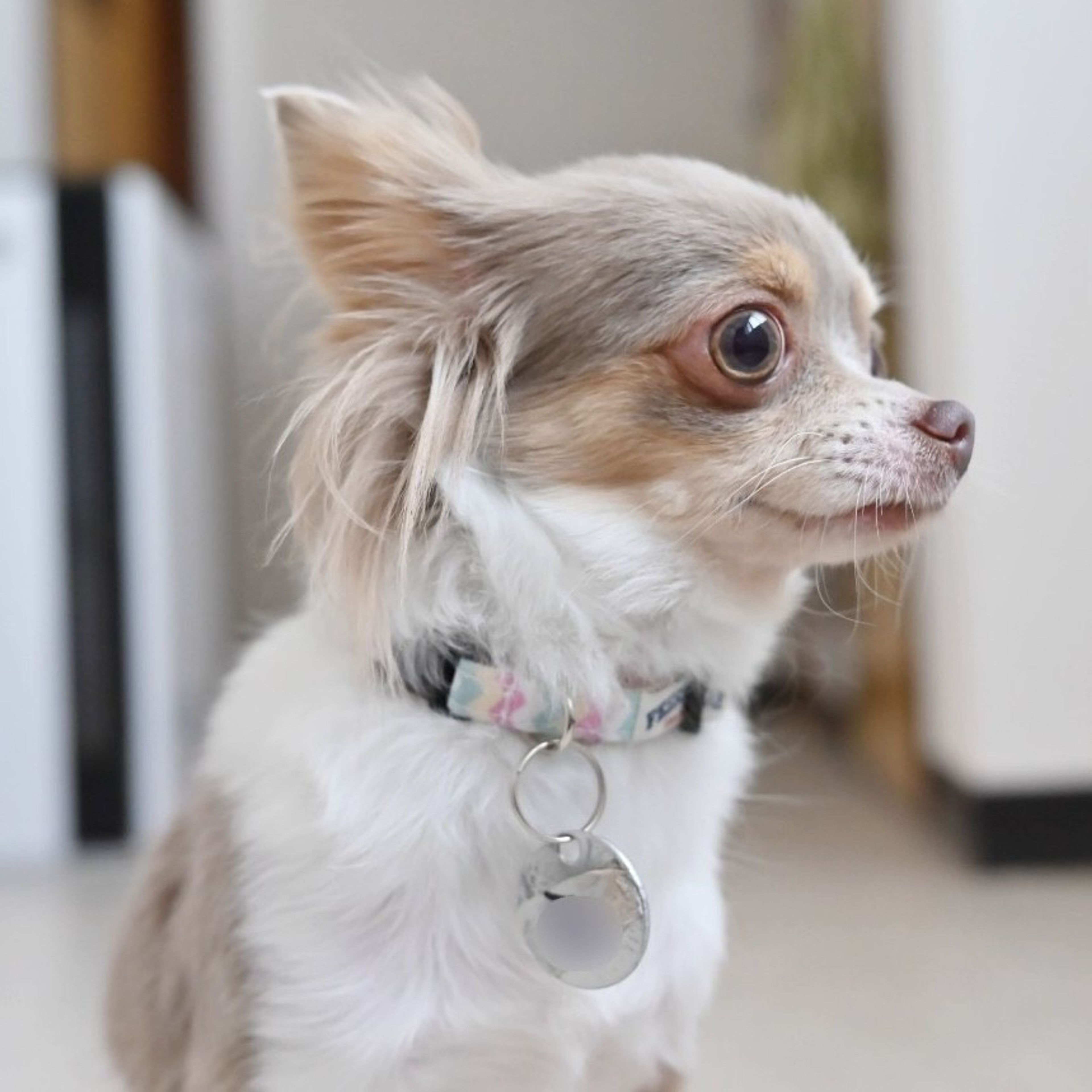pet-image-7