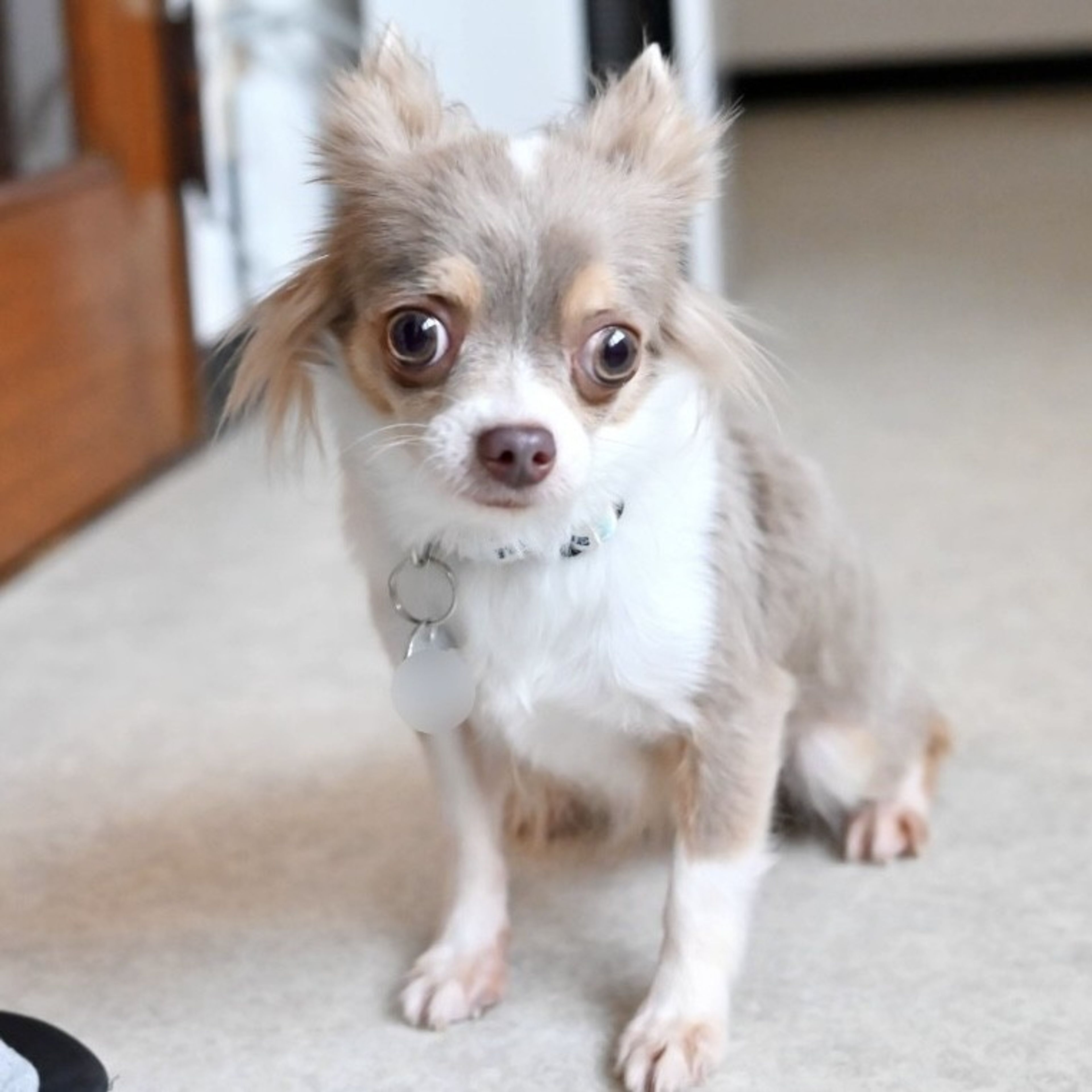pet-image-5
