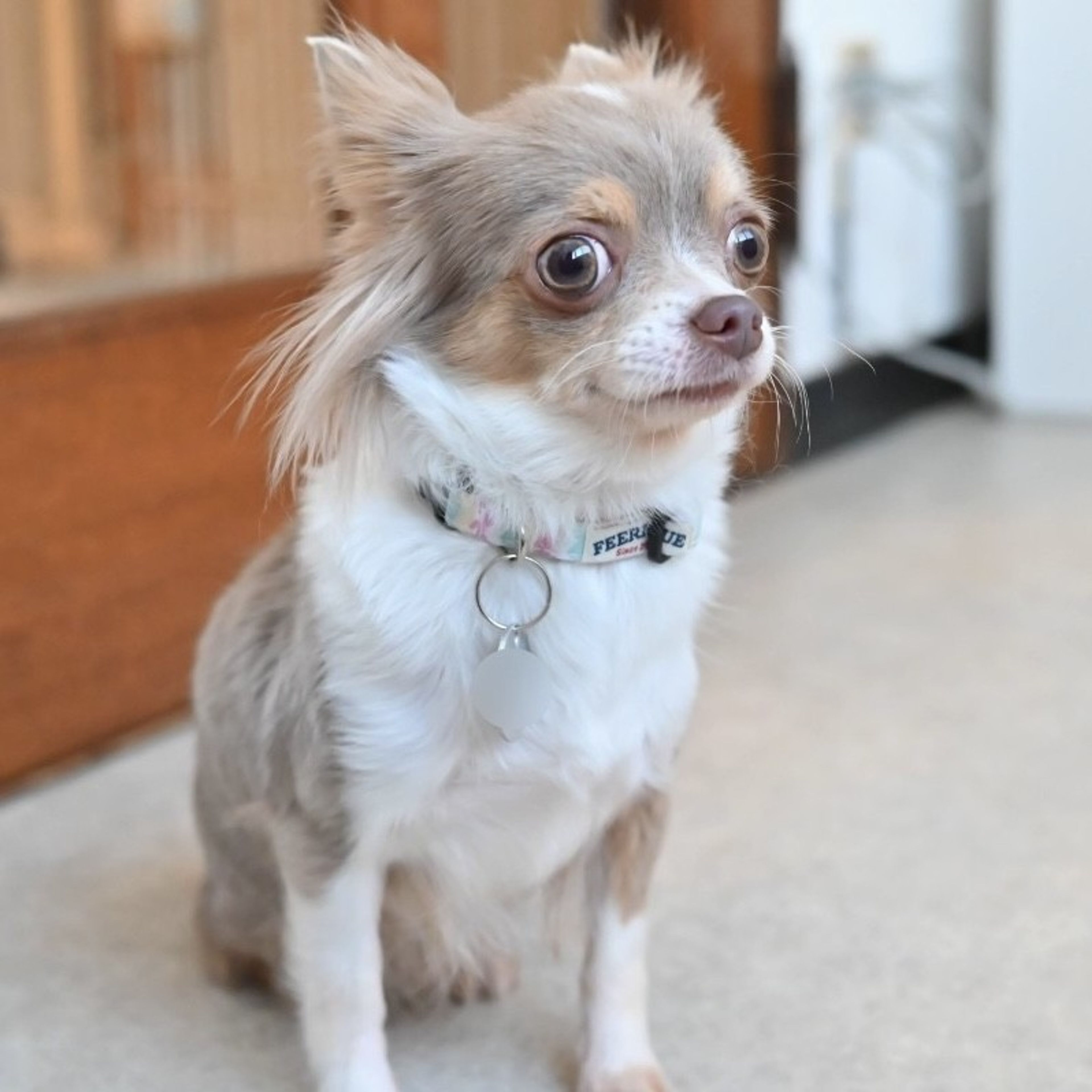 pet-image-6