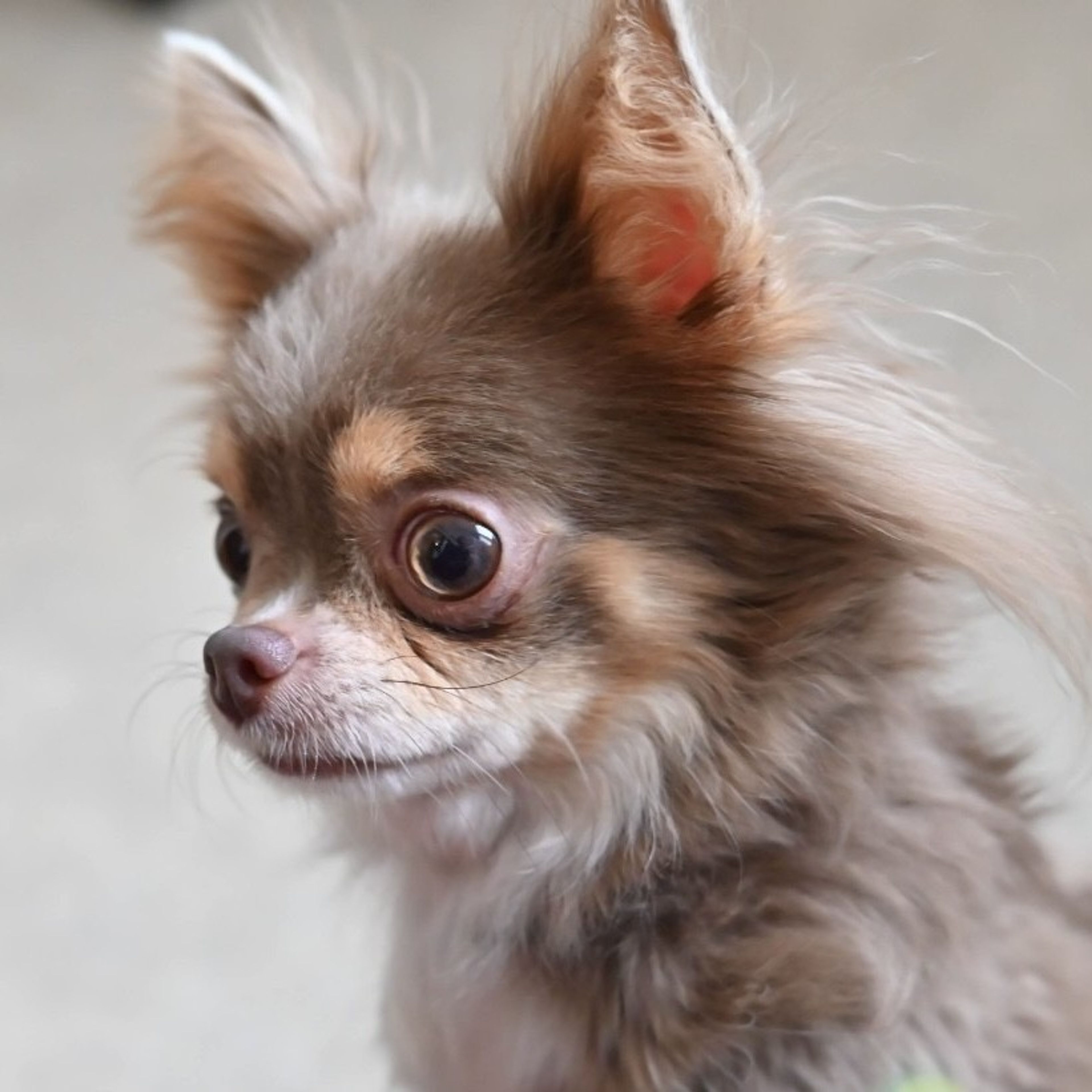 pet-image-8