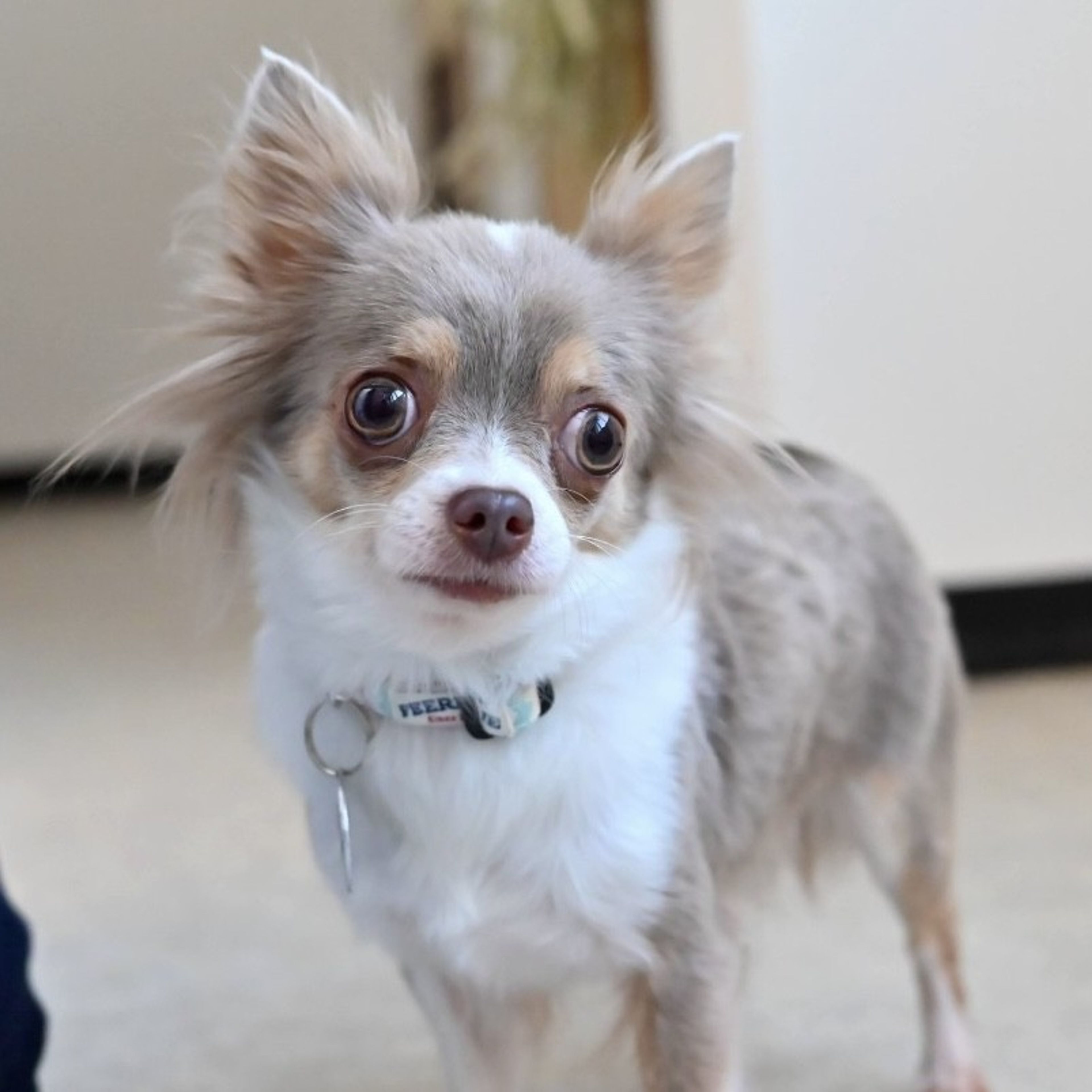 pet-image-4
