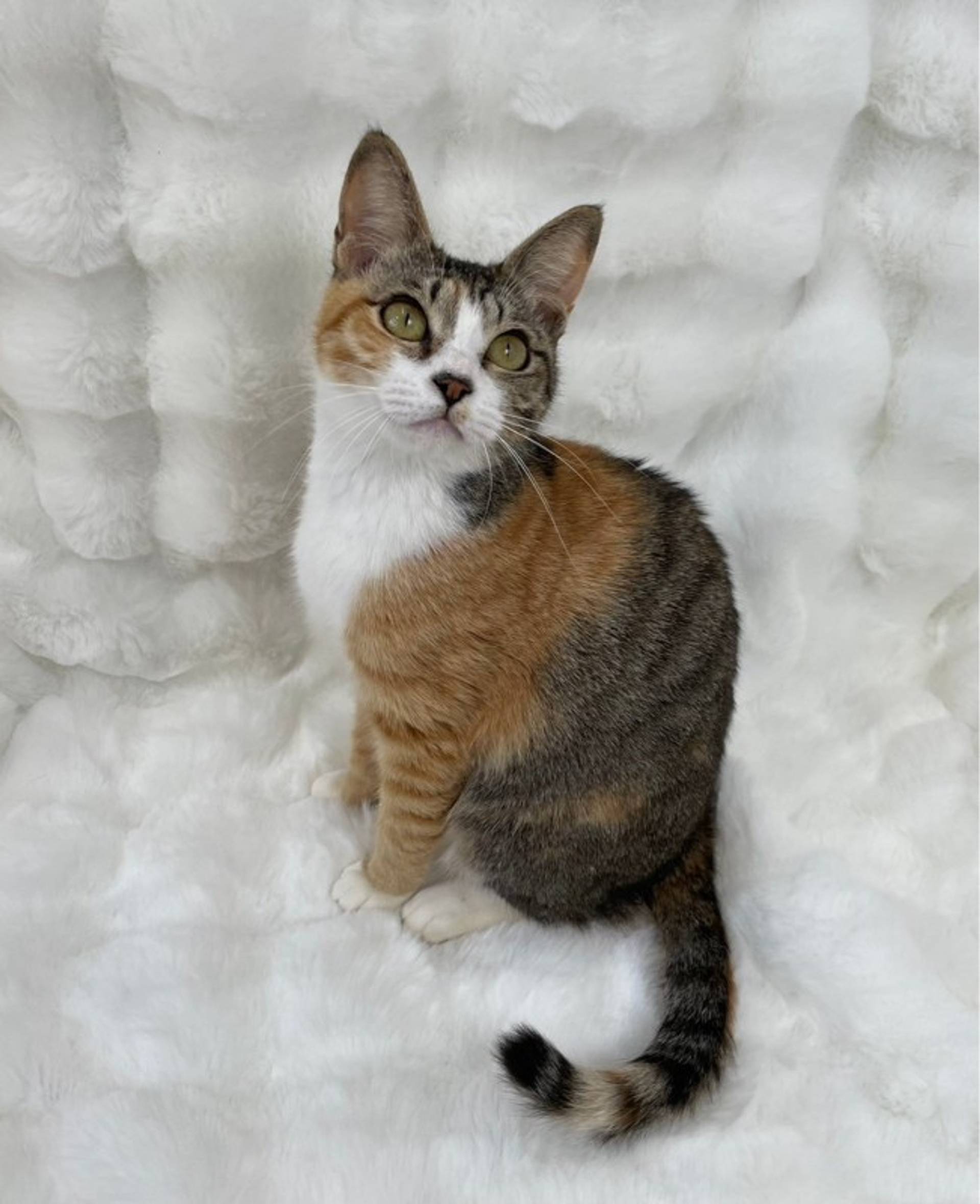 雑種（ミックス猫）・メスの里親募集の写真