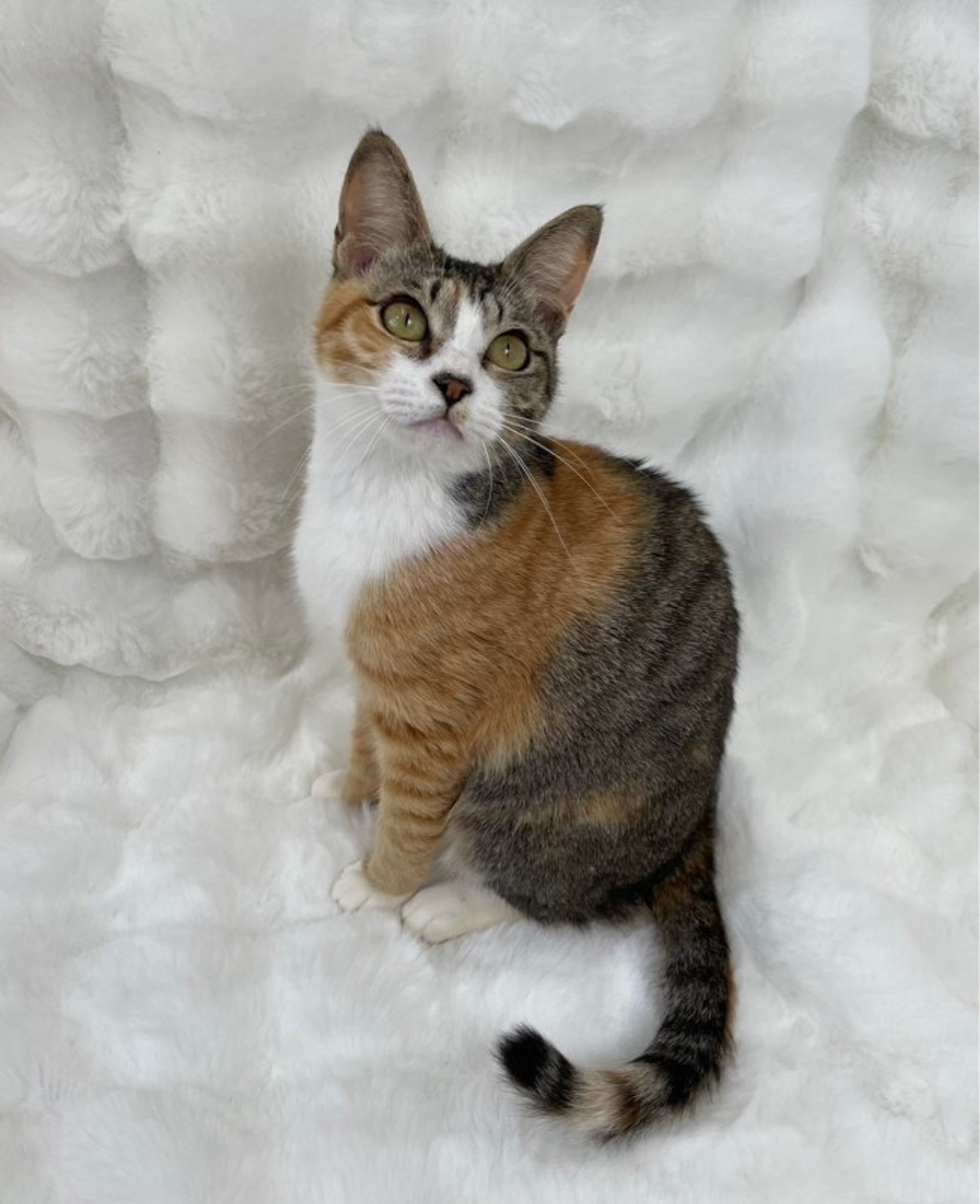 雑種（ミックス猫）・メスの里親募集の写真