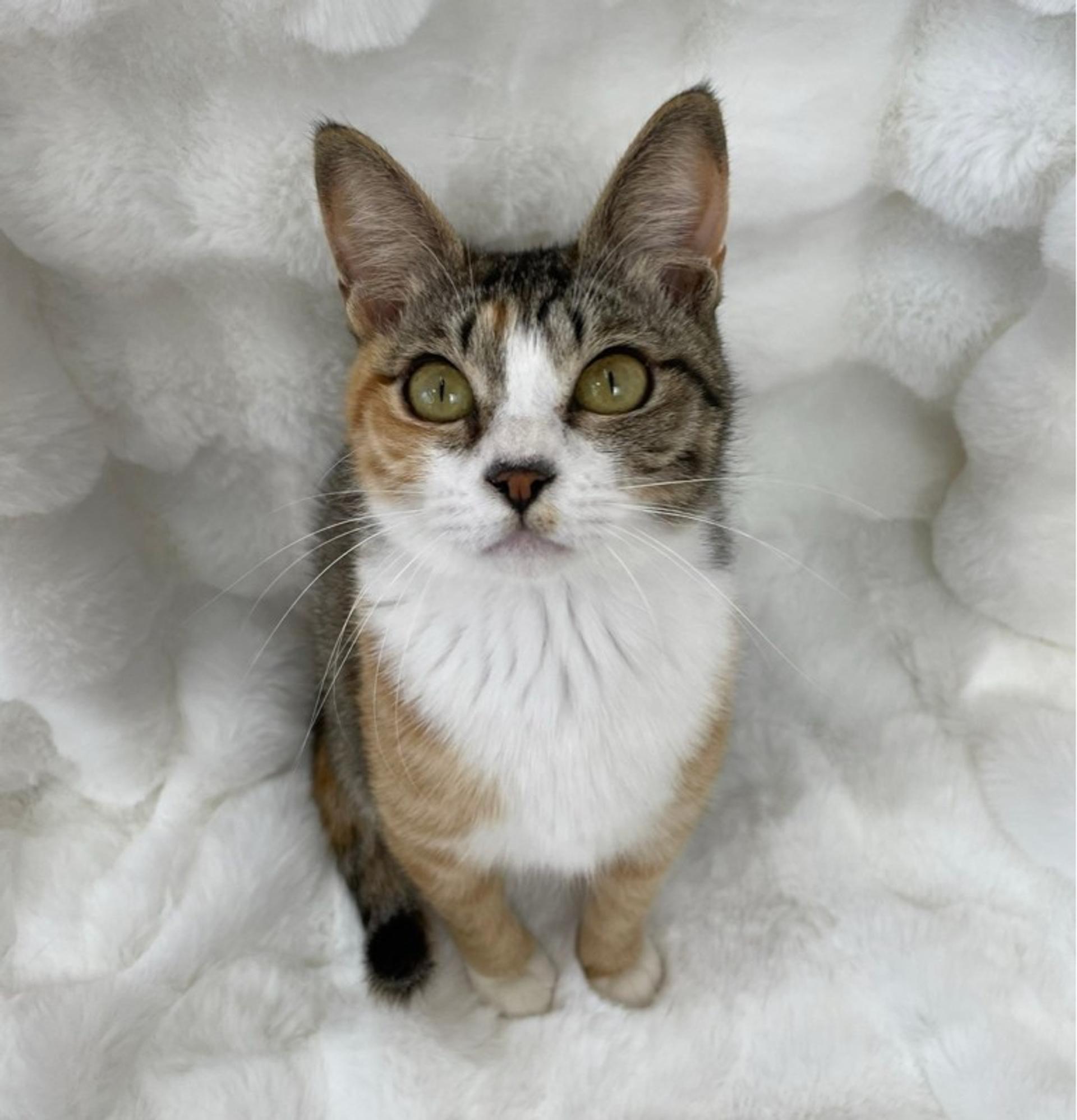 pet-image-3