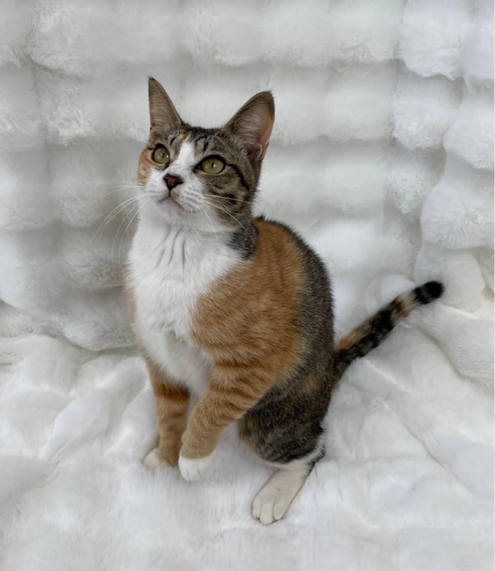 pet-image-4