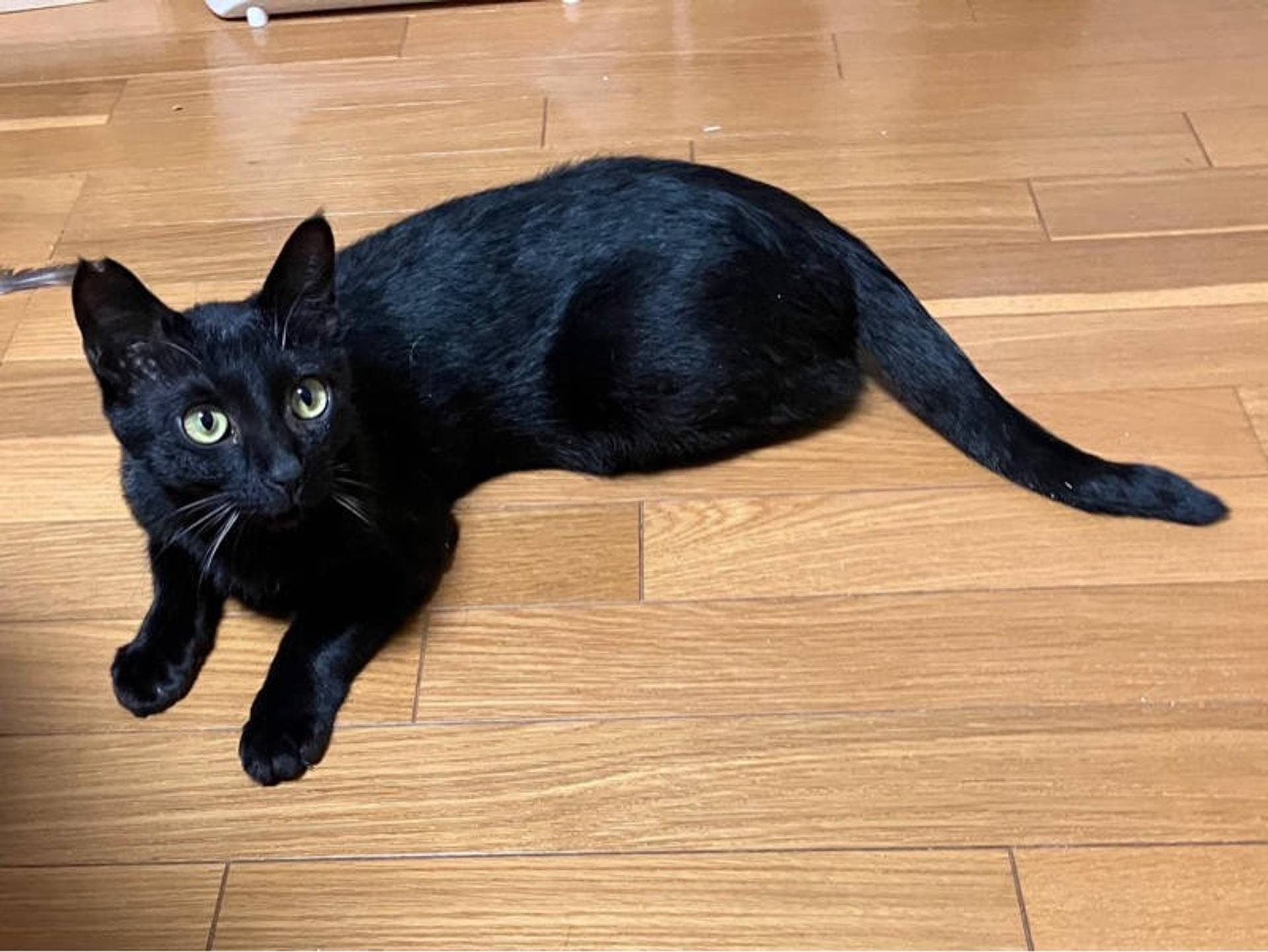 雑種（ミックス猫）・オスの里親募集の写真
