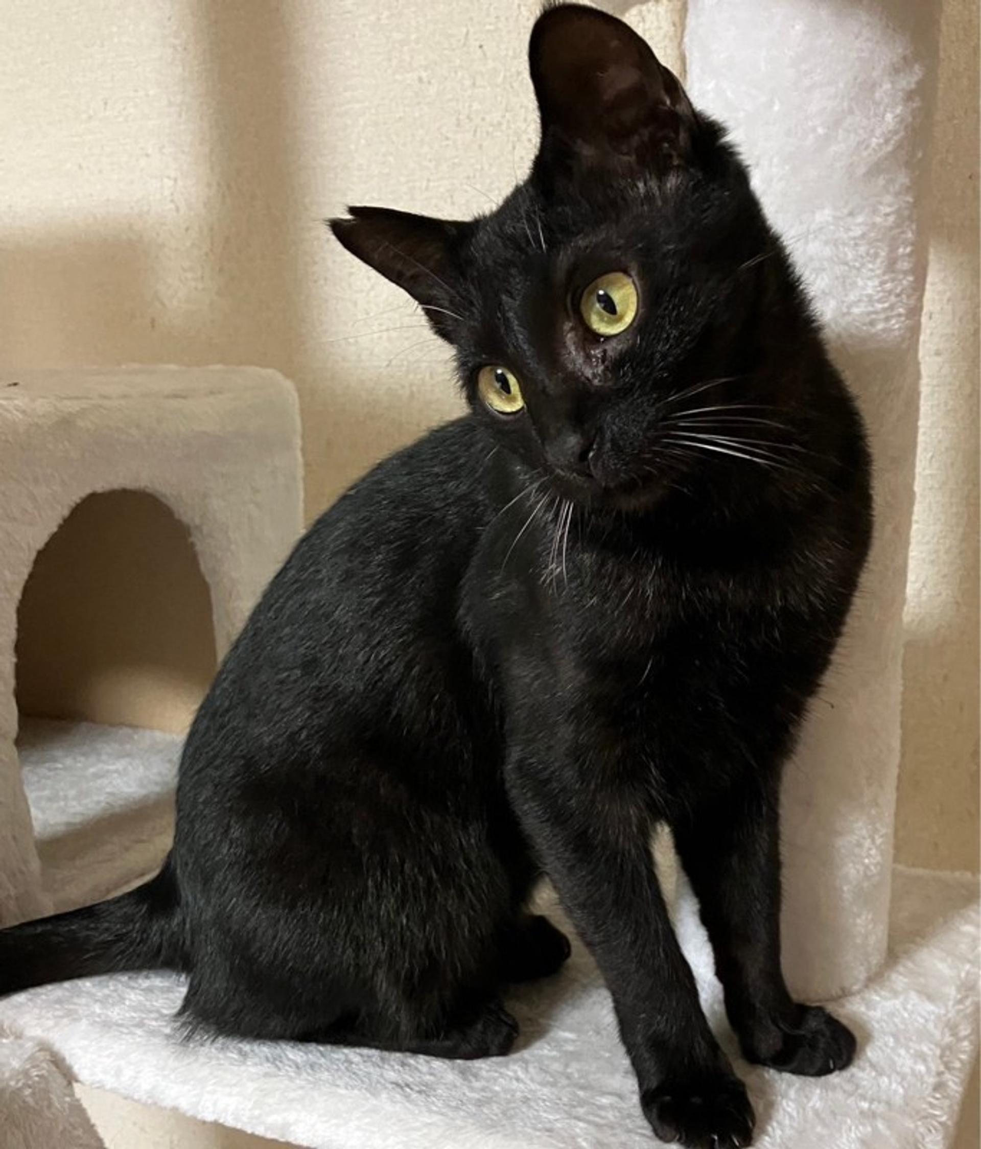 pet-image-3