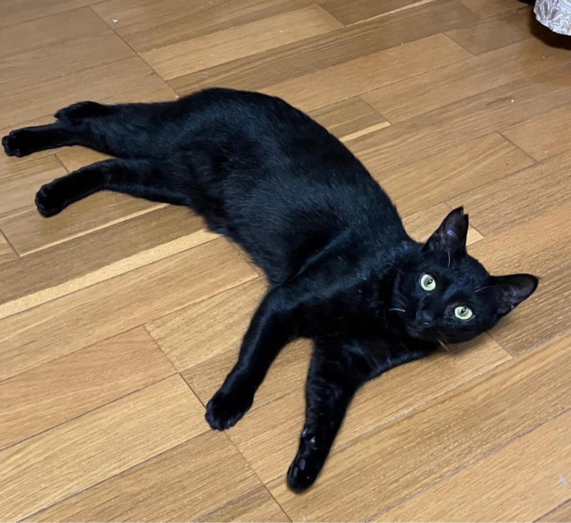 pet-image-4