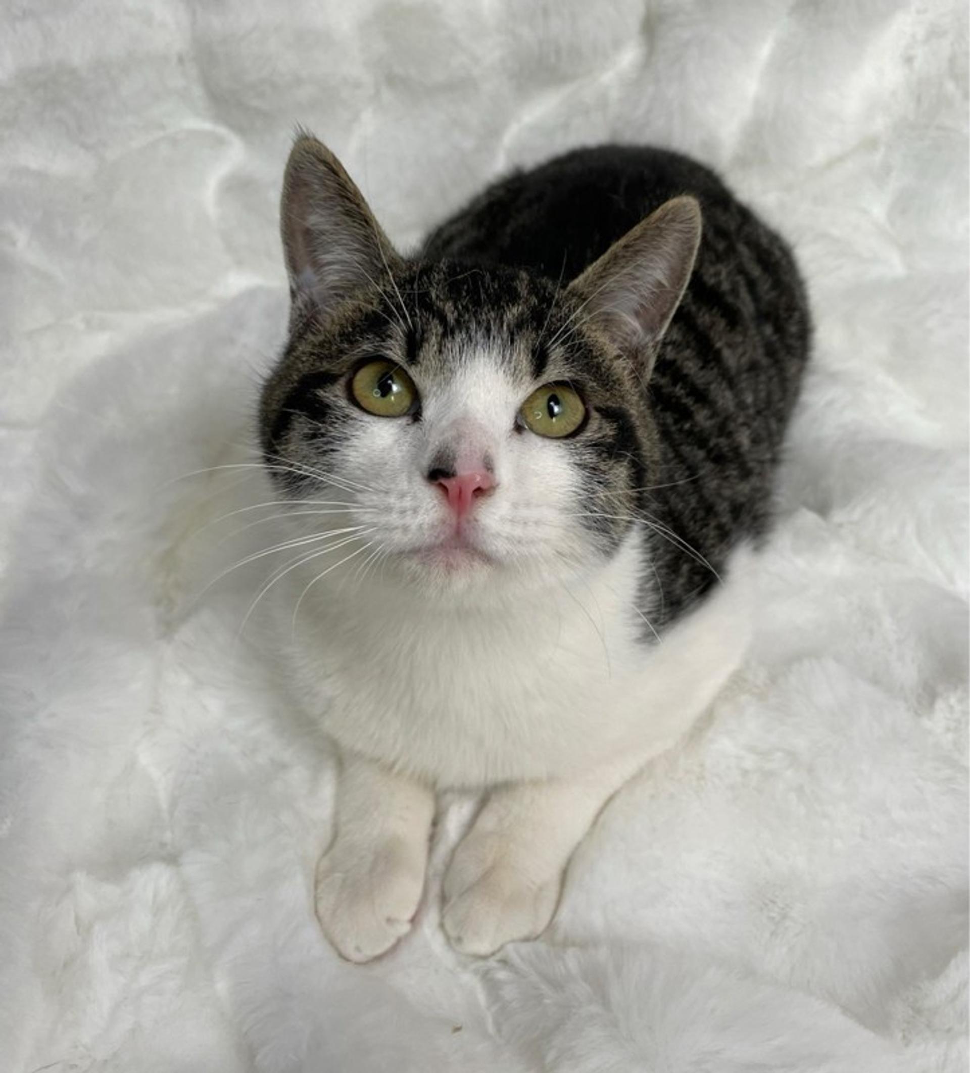 pet-image-2