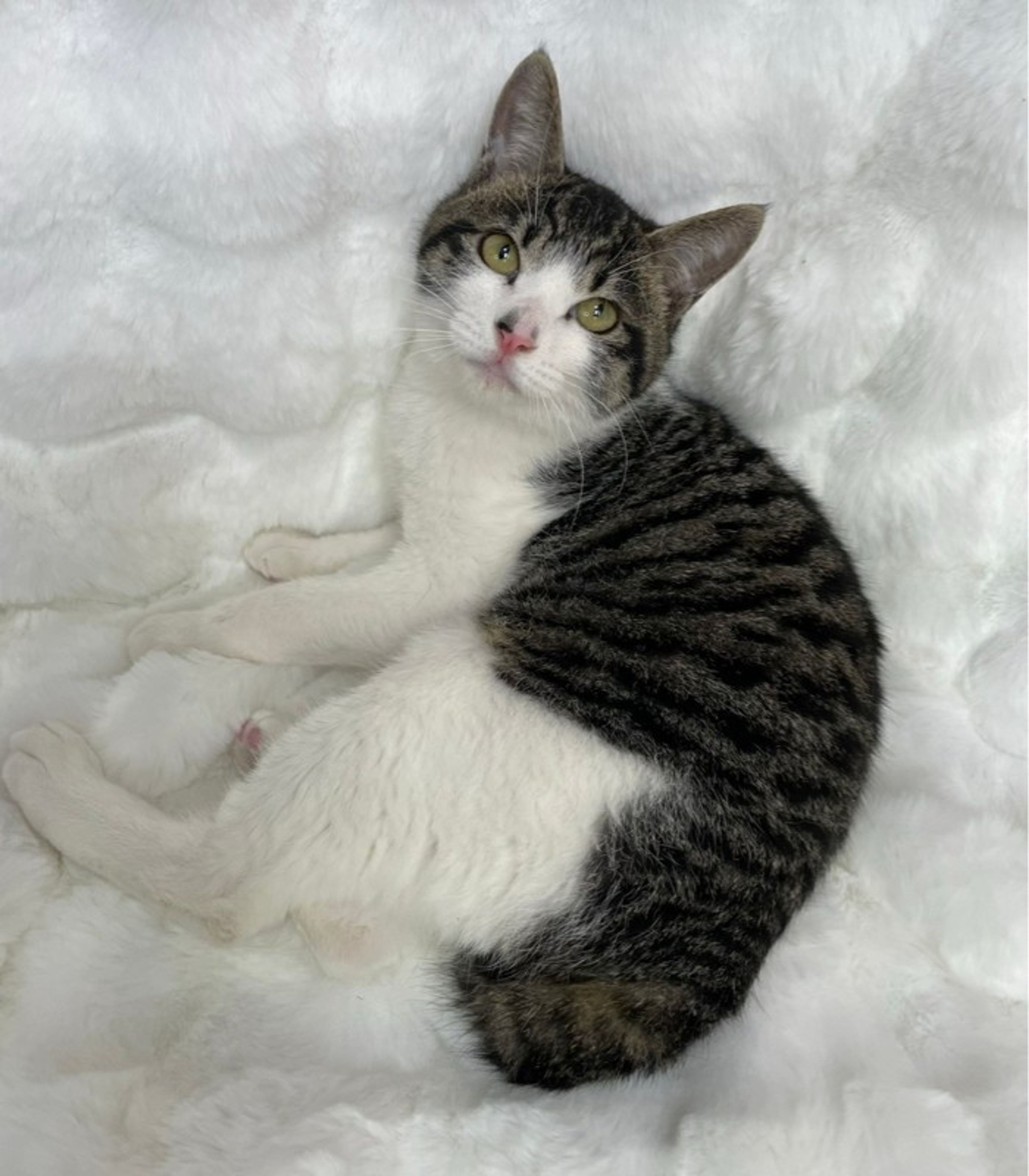 pet-image-3