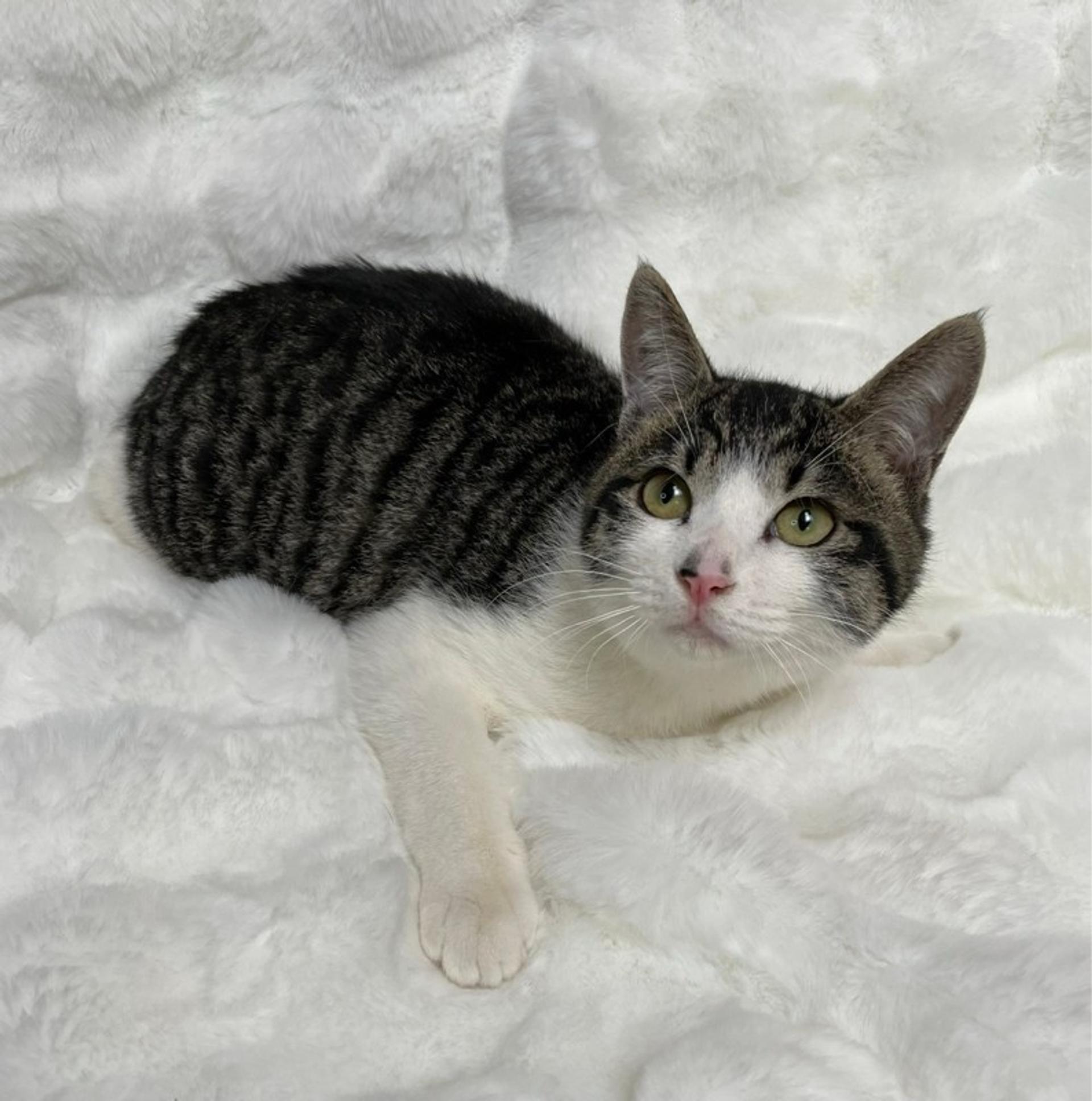 pet-image-4