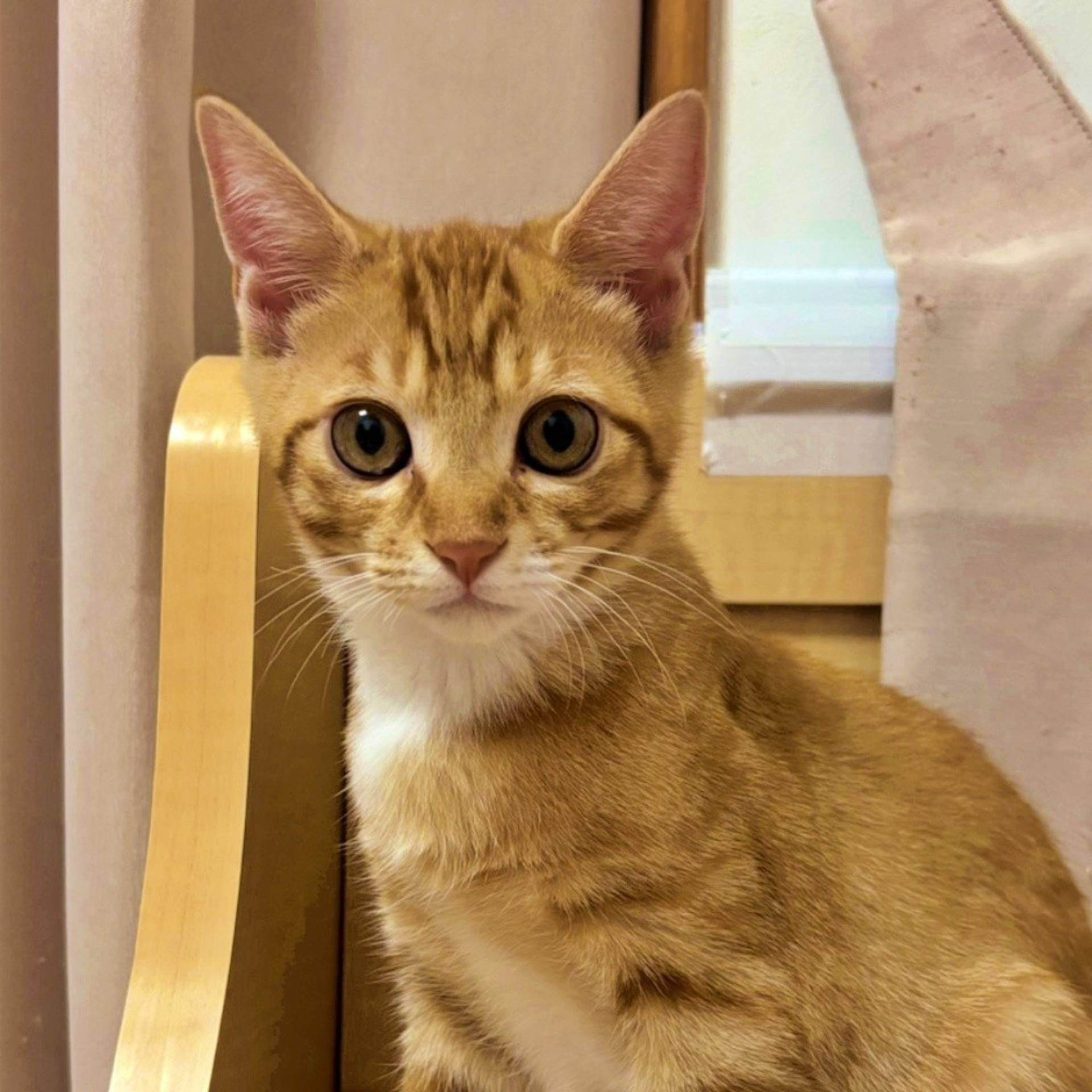 雑種（ミックス猫）・オスの里親募集の写真