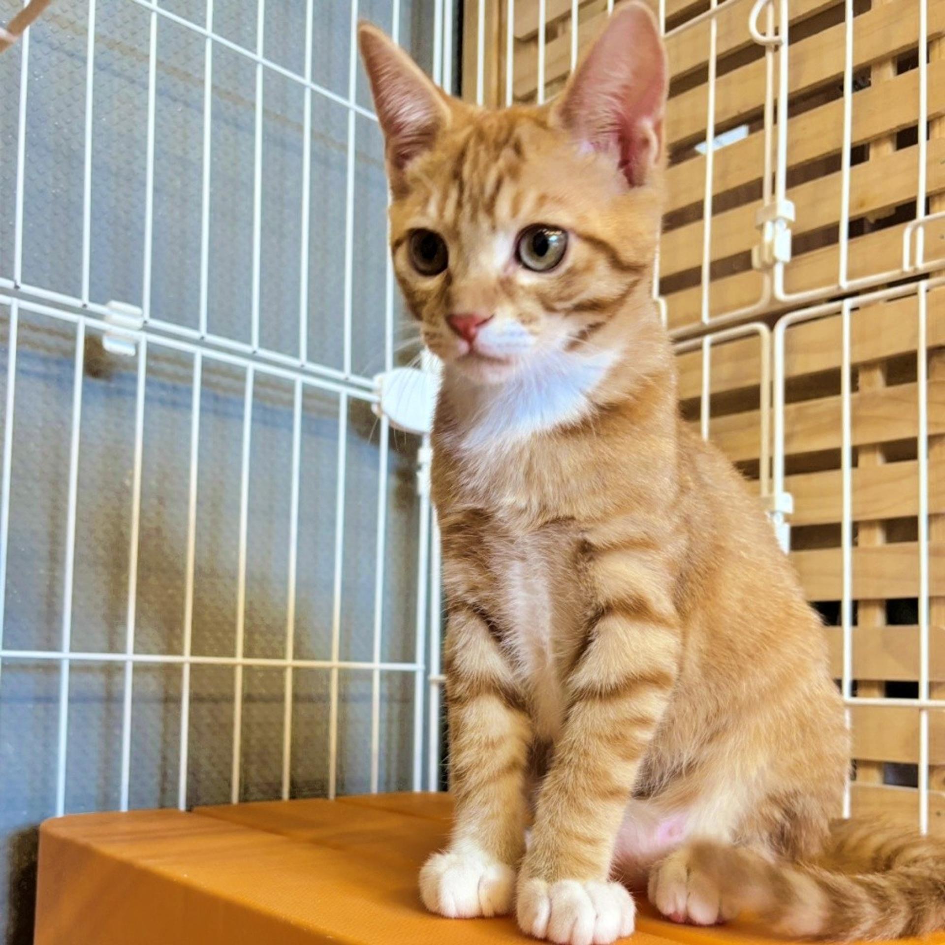 pet-image-5