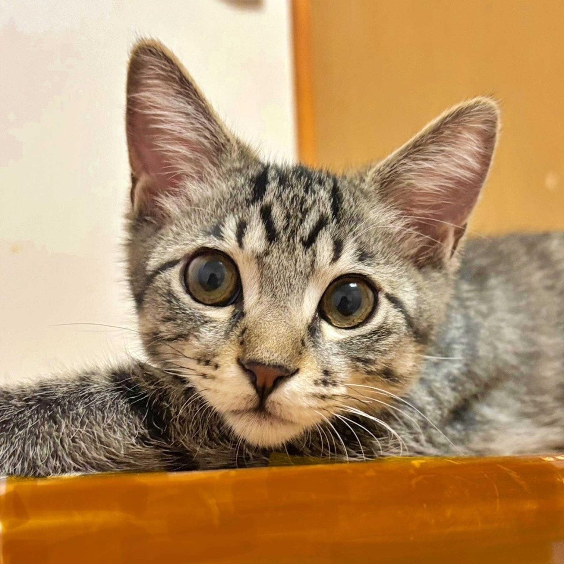 雑種（ミックス猫）・オスの里親募集の写真
