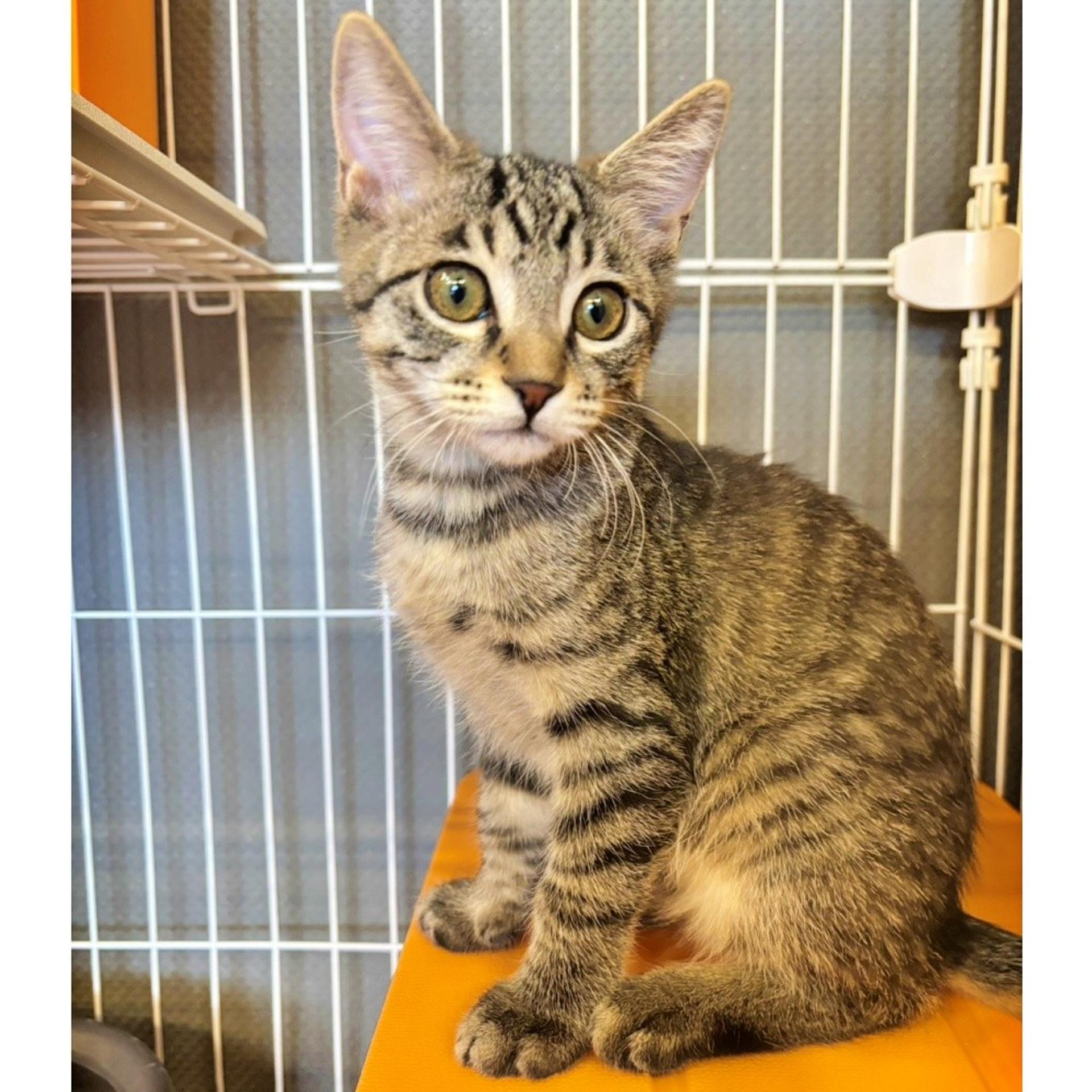 pet-image-3