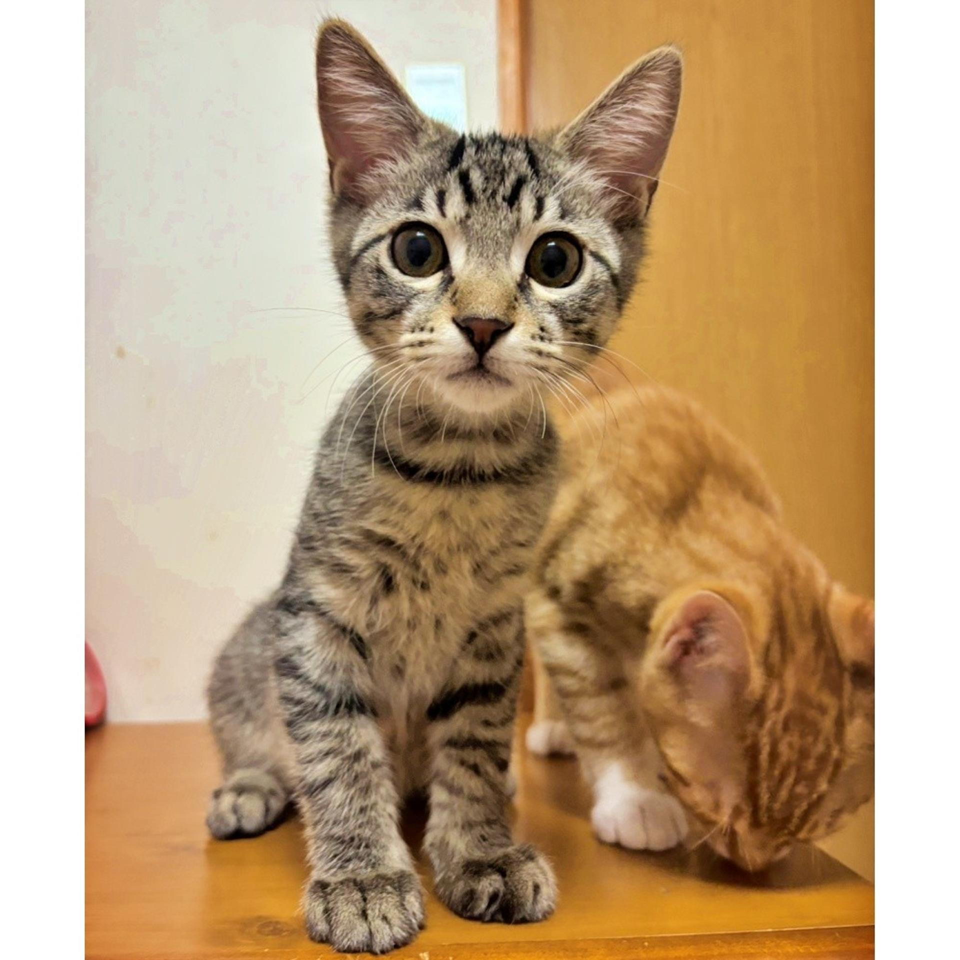 pet-image-4