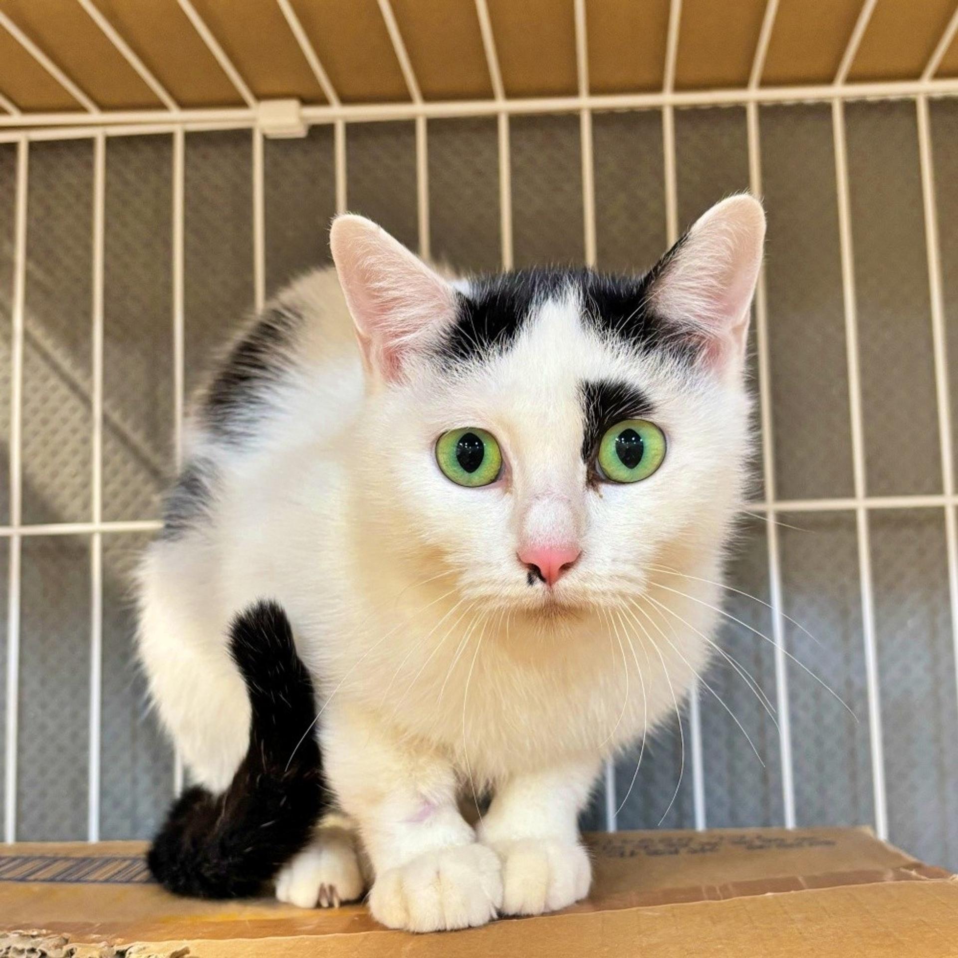 pet-image-2