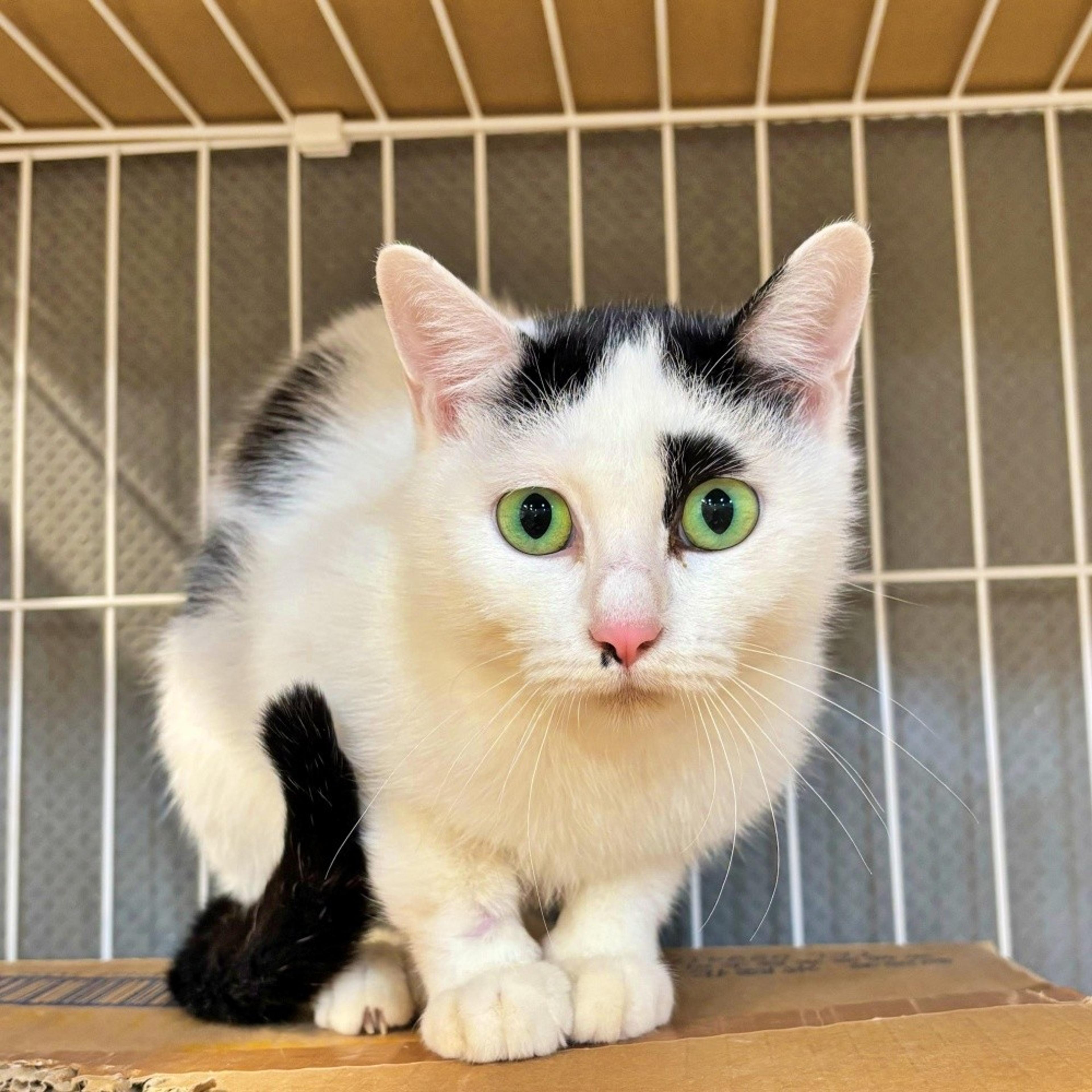 pet-image-2