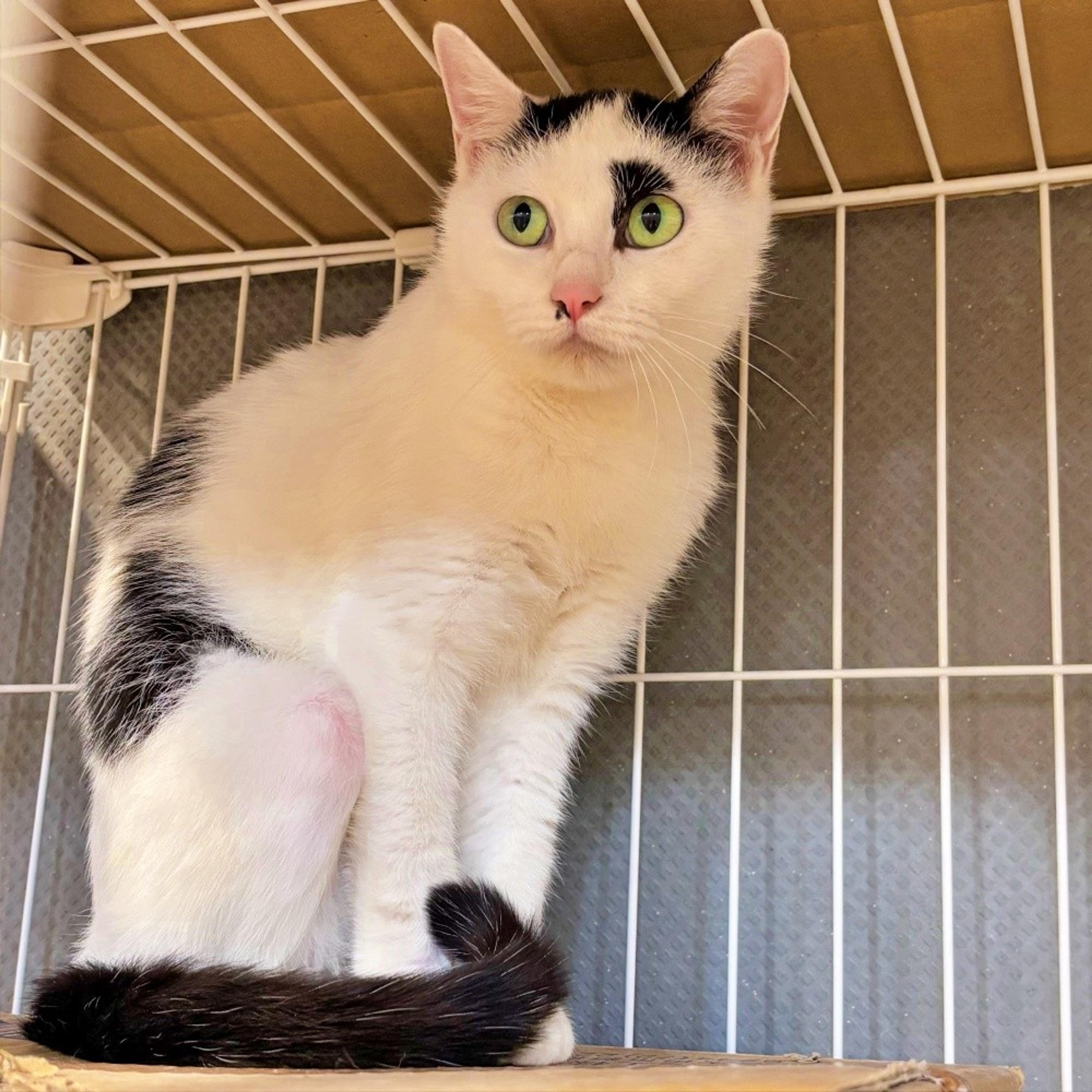 pet-image-3