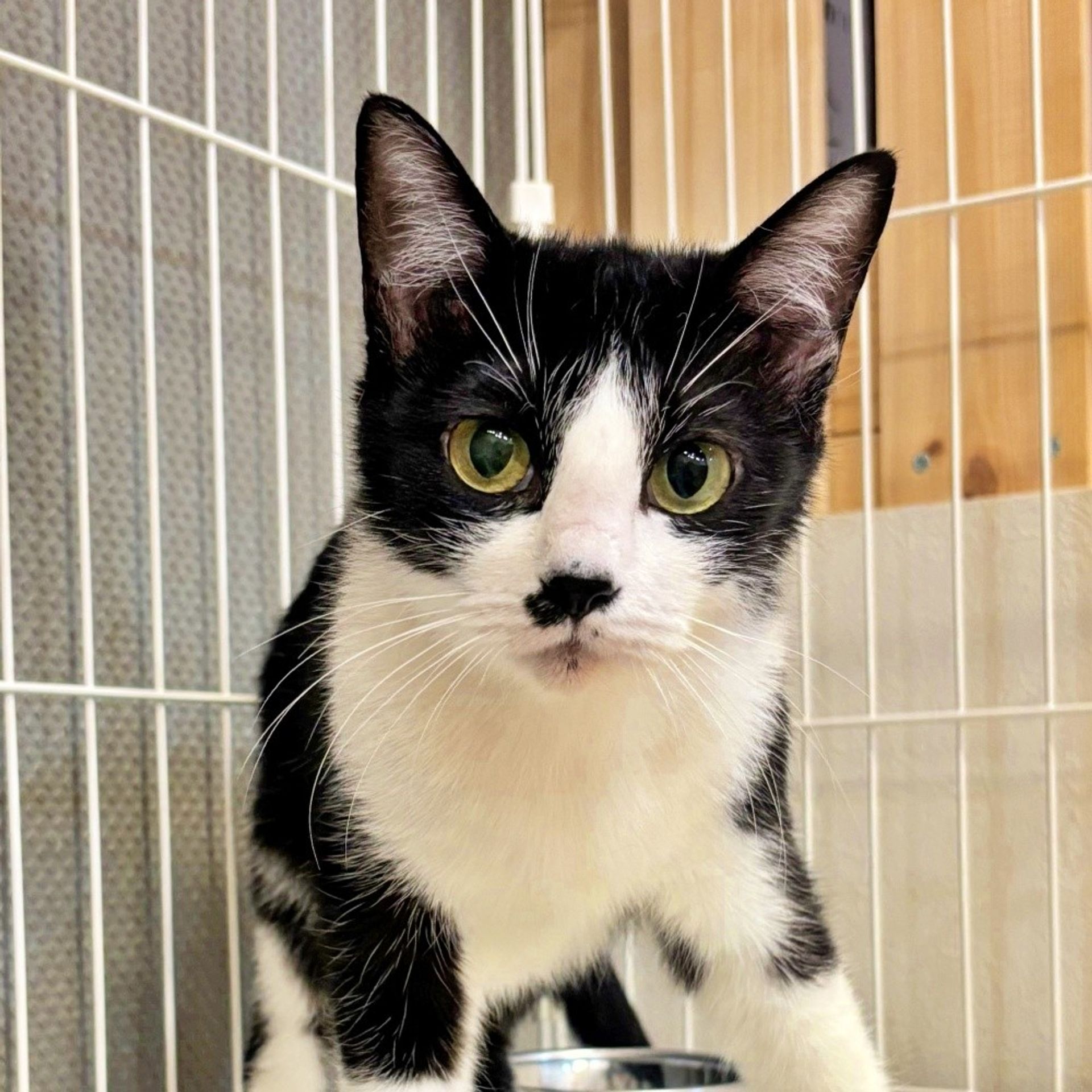 雑種（ミックス猫）・メスの里親募集の写真