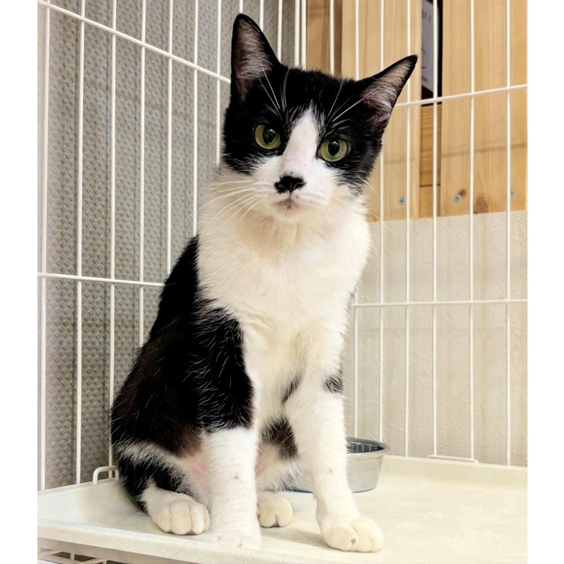 pet-image-2