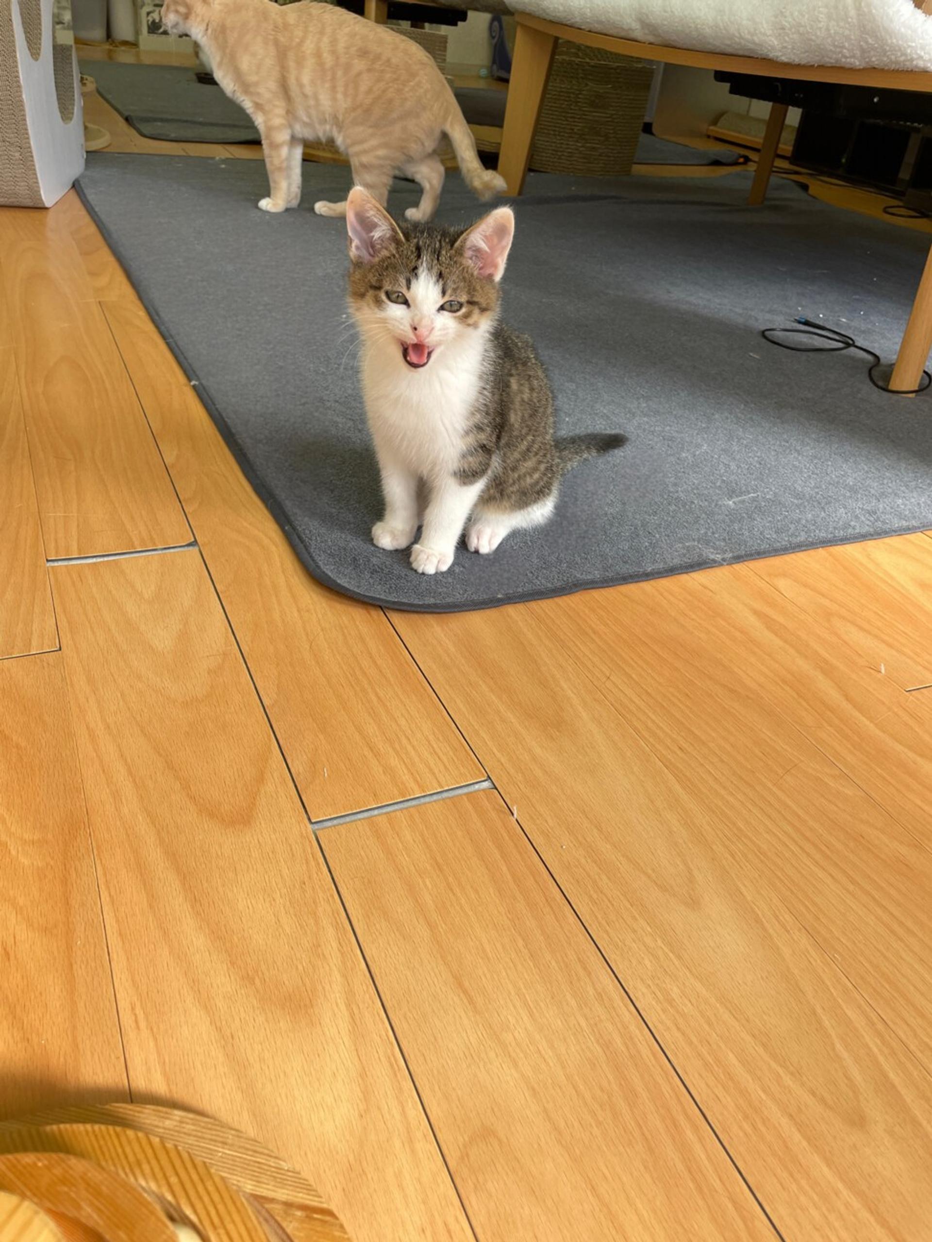 pet-image-2