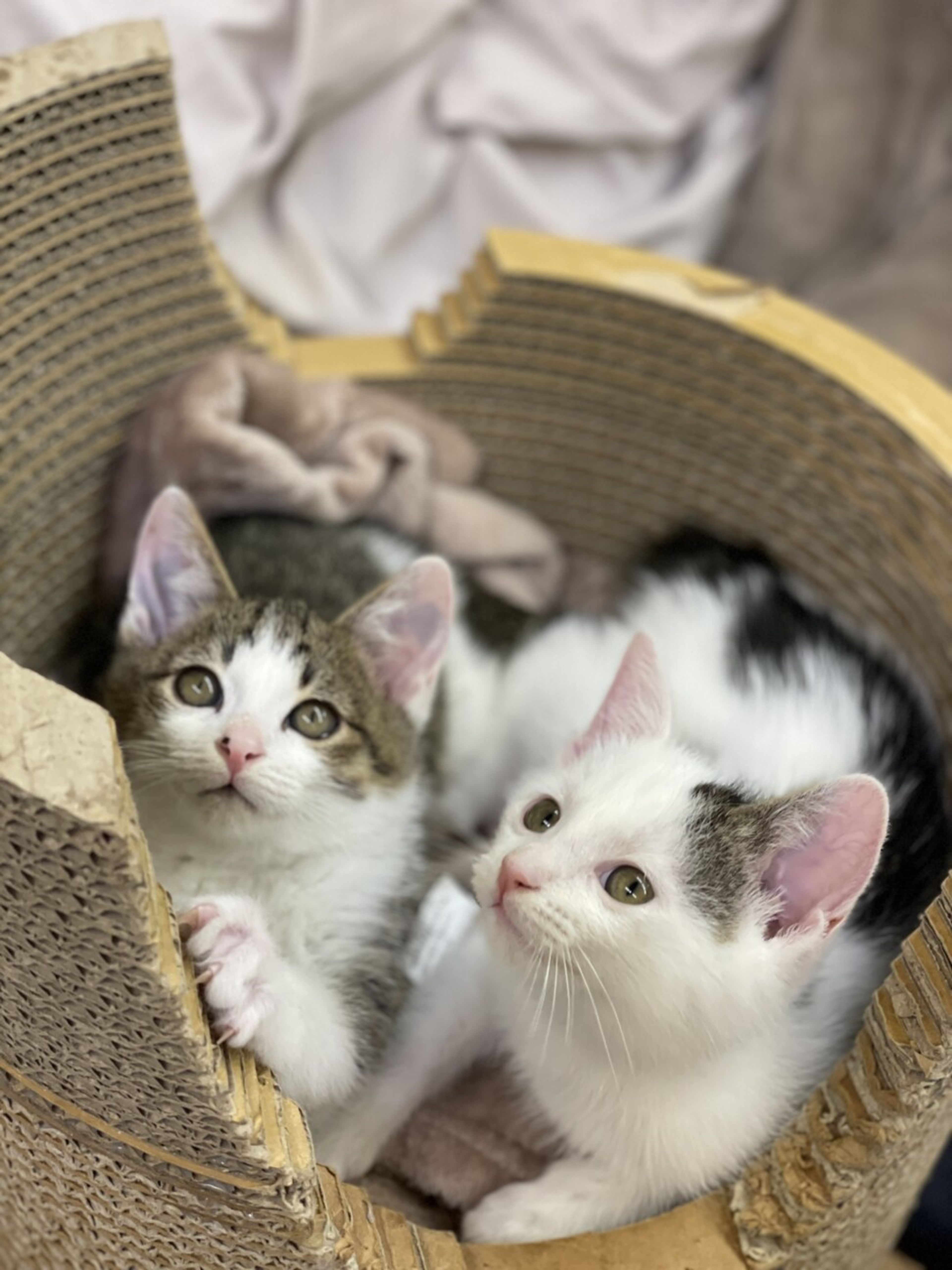 pet-image-3