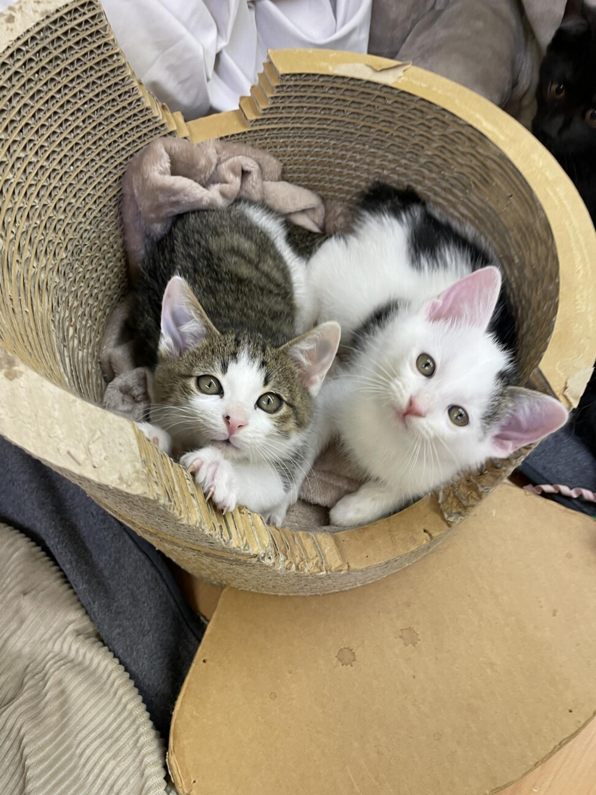 pet-image-4