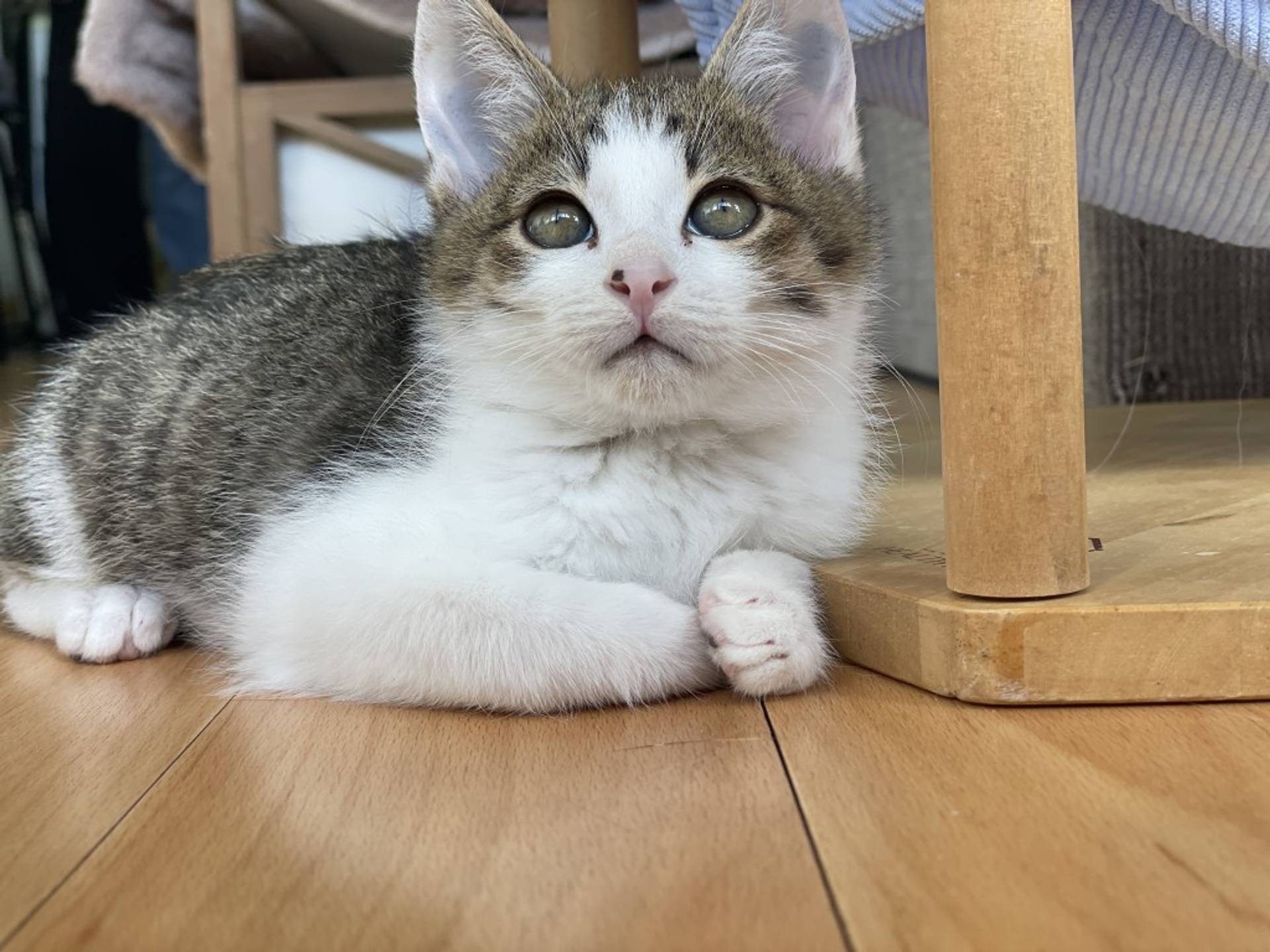 雑種（ミックス猫）・オスの里親募集の写真