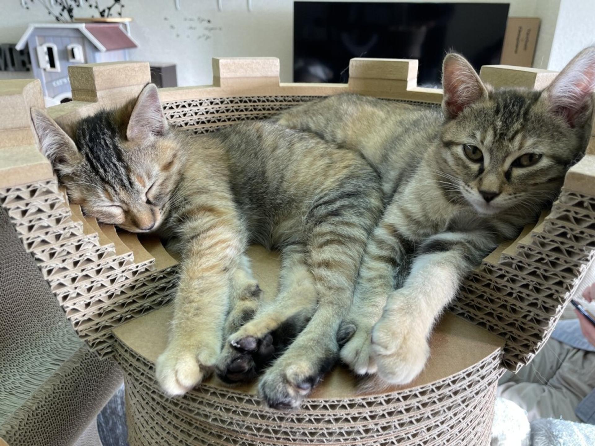 pet-image-2