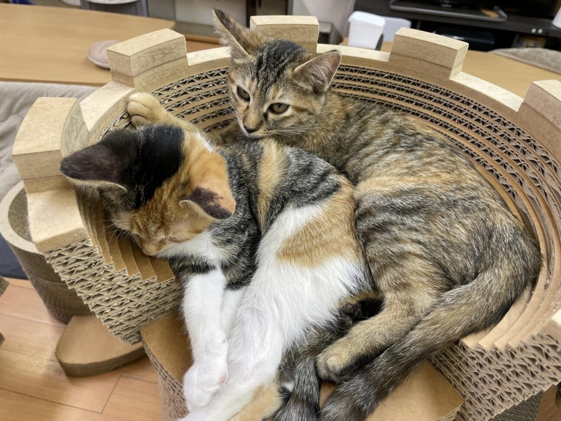 pet-image-3