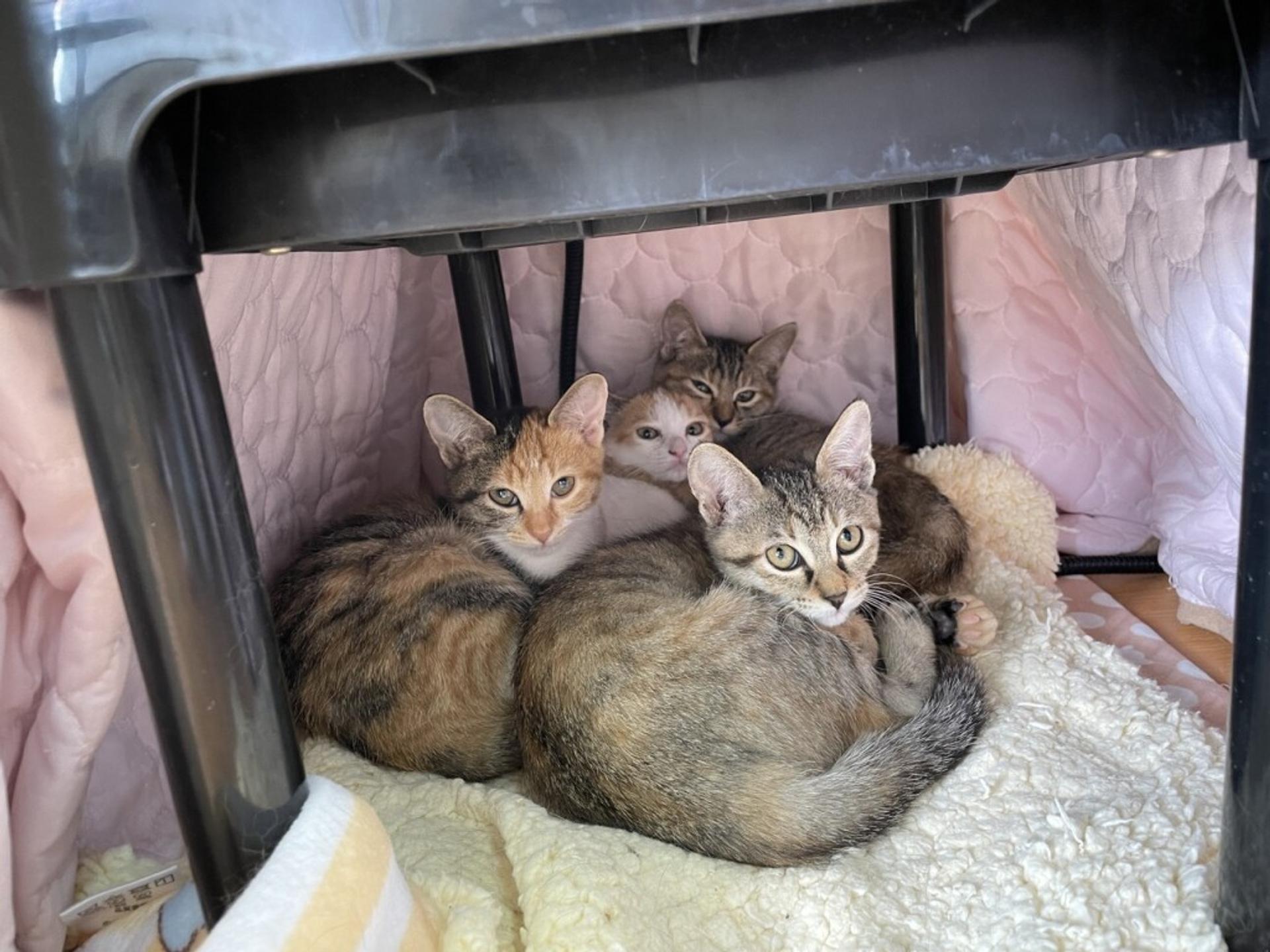 pet-image-5