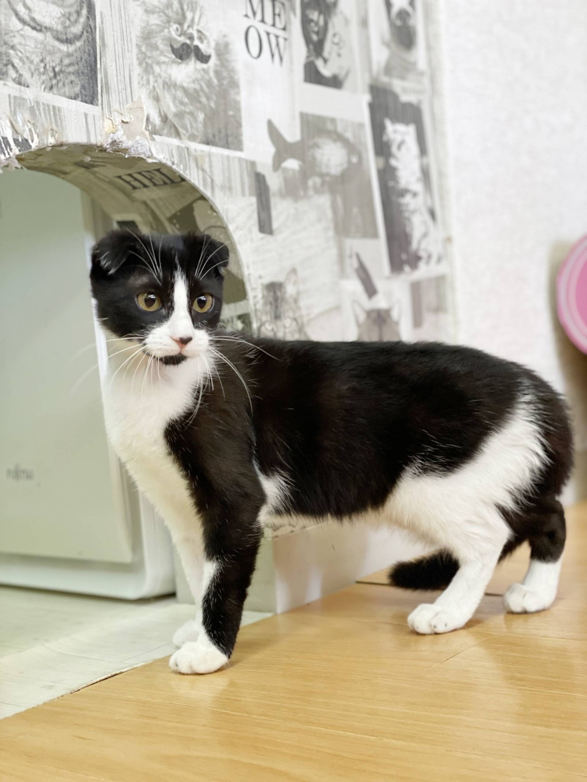 雑種（ミックス猫）・メスの里親募集の写真