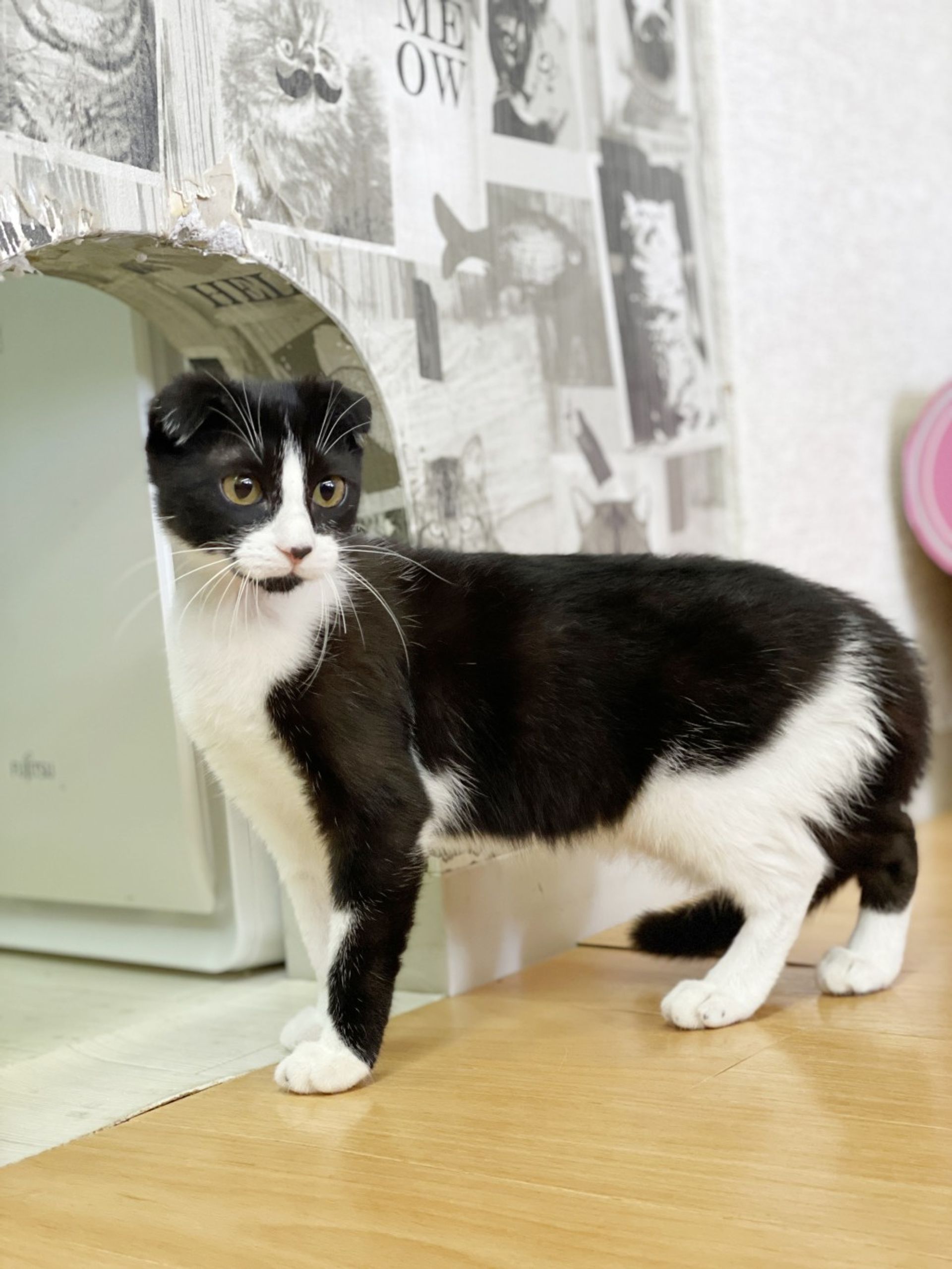 雑種（ミックス猫）・メスの里親募集の写真