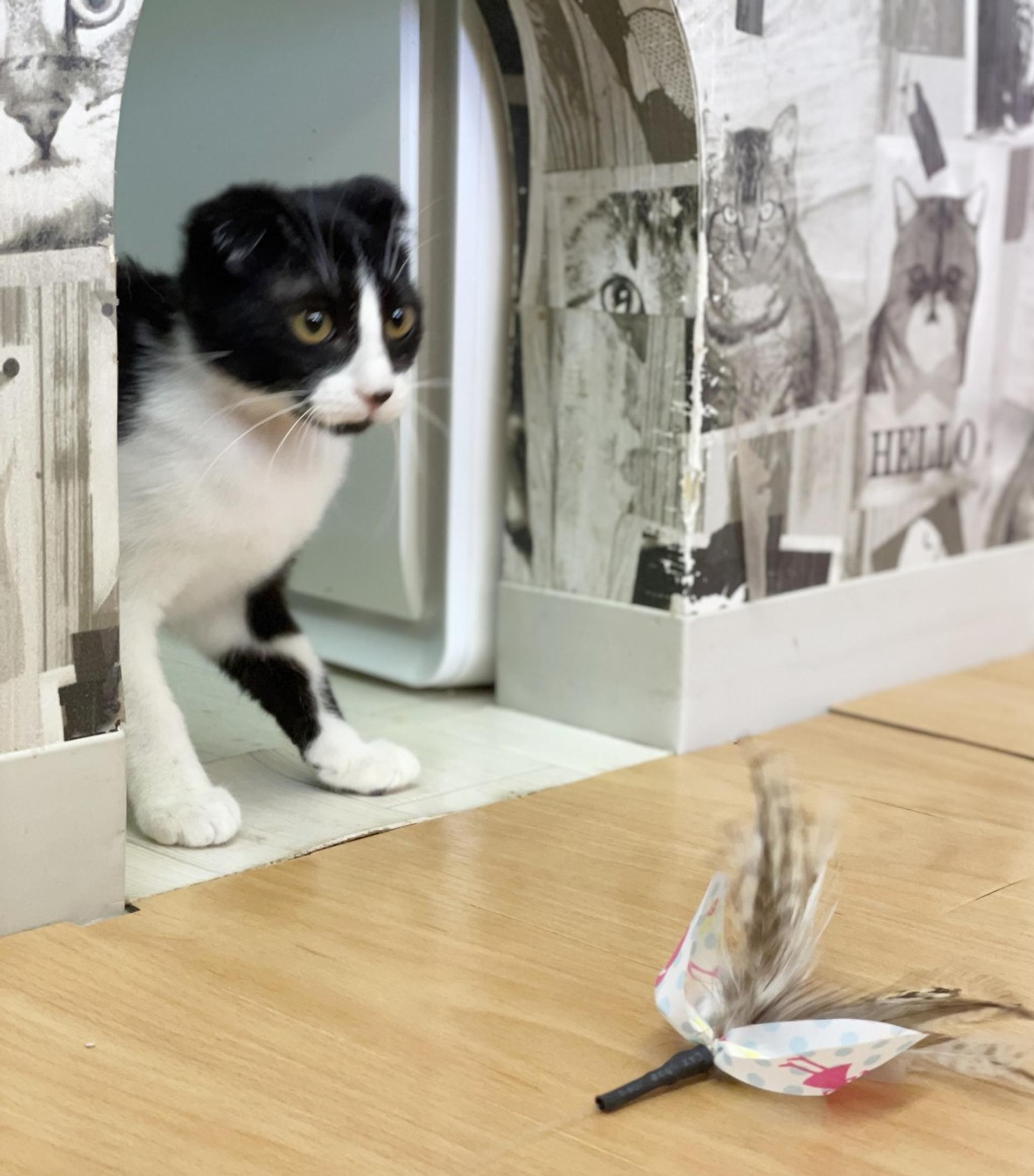 pet-image-3