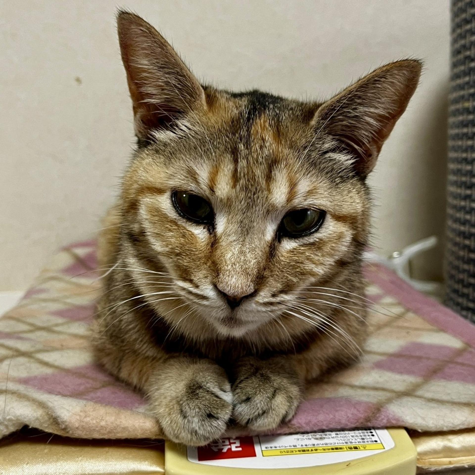pet-image-6
