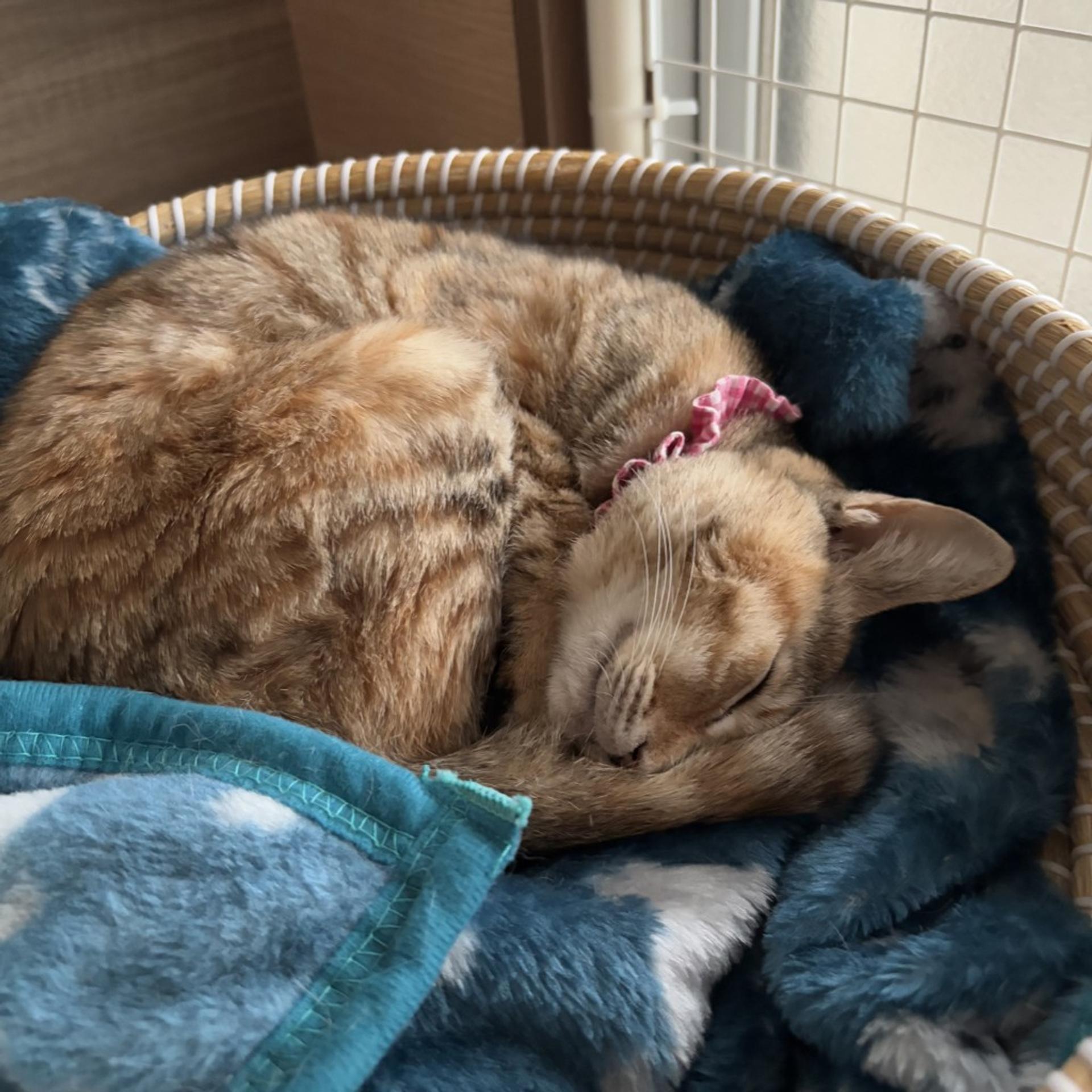 pet-image-5