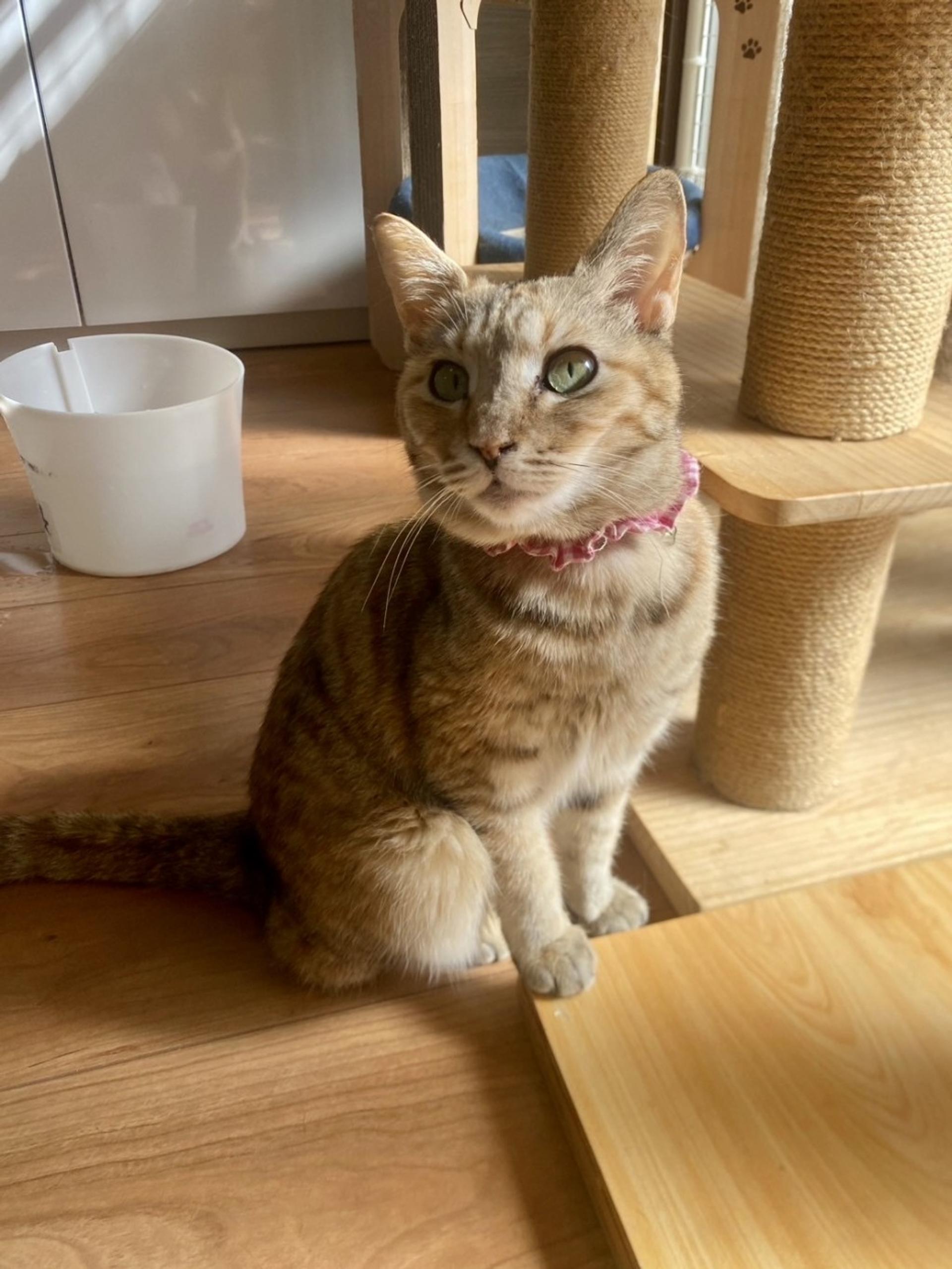 pet-image-2