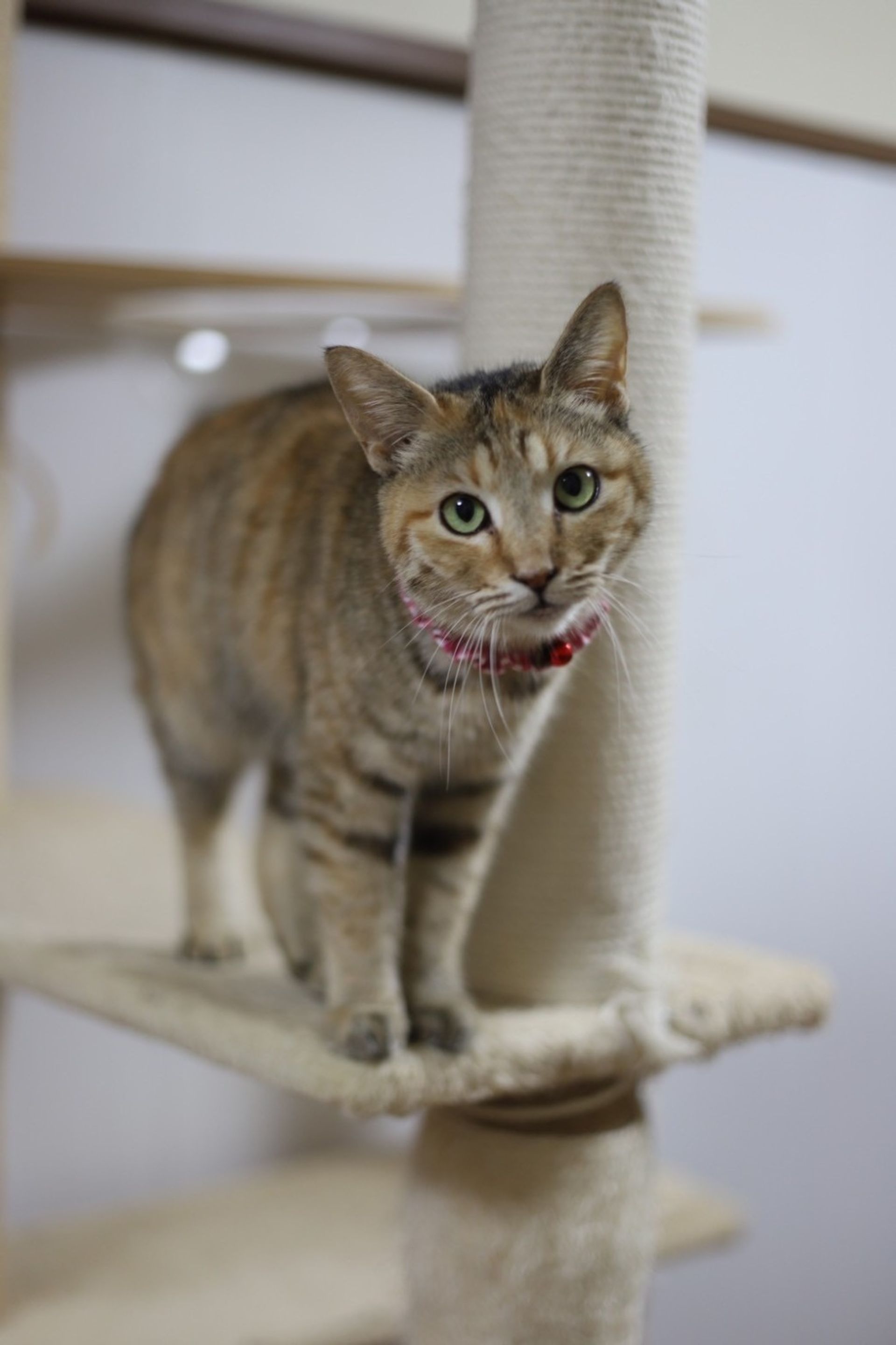 雑種（ミックス猫）・メスの里親募集の写真