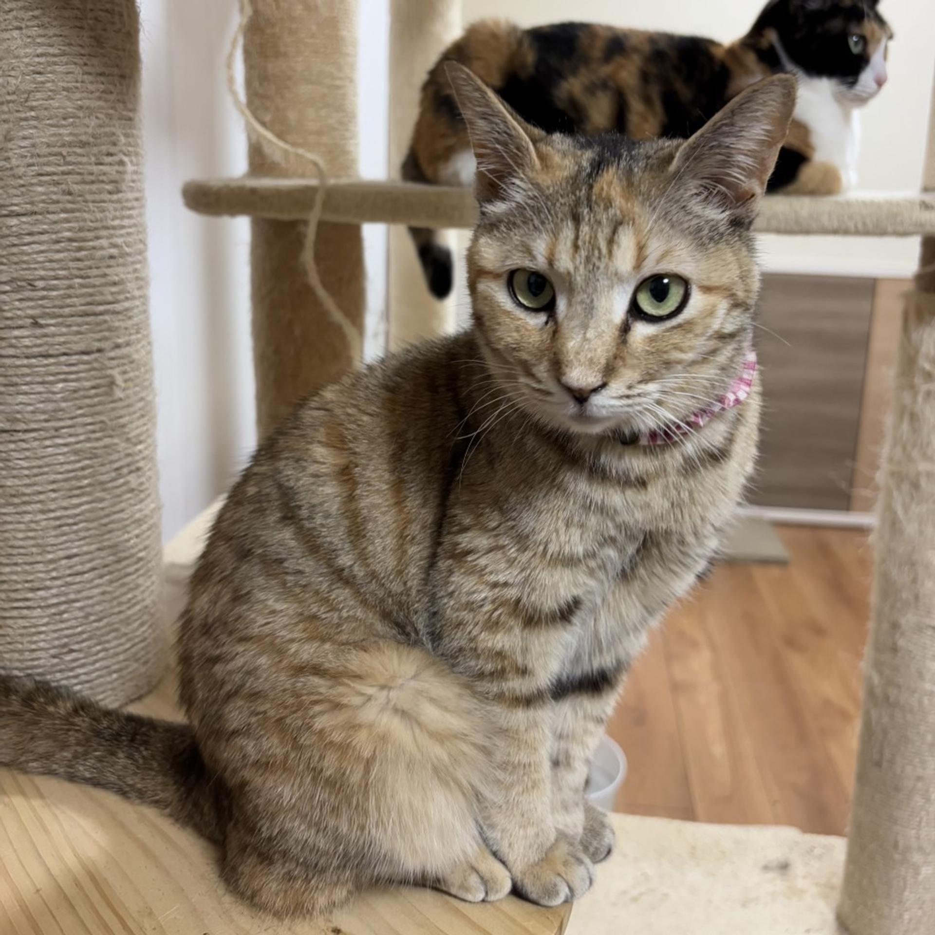 pet-image-4