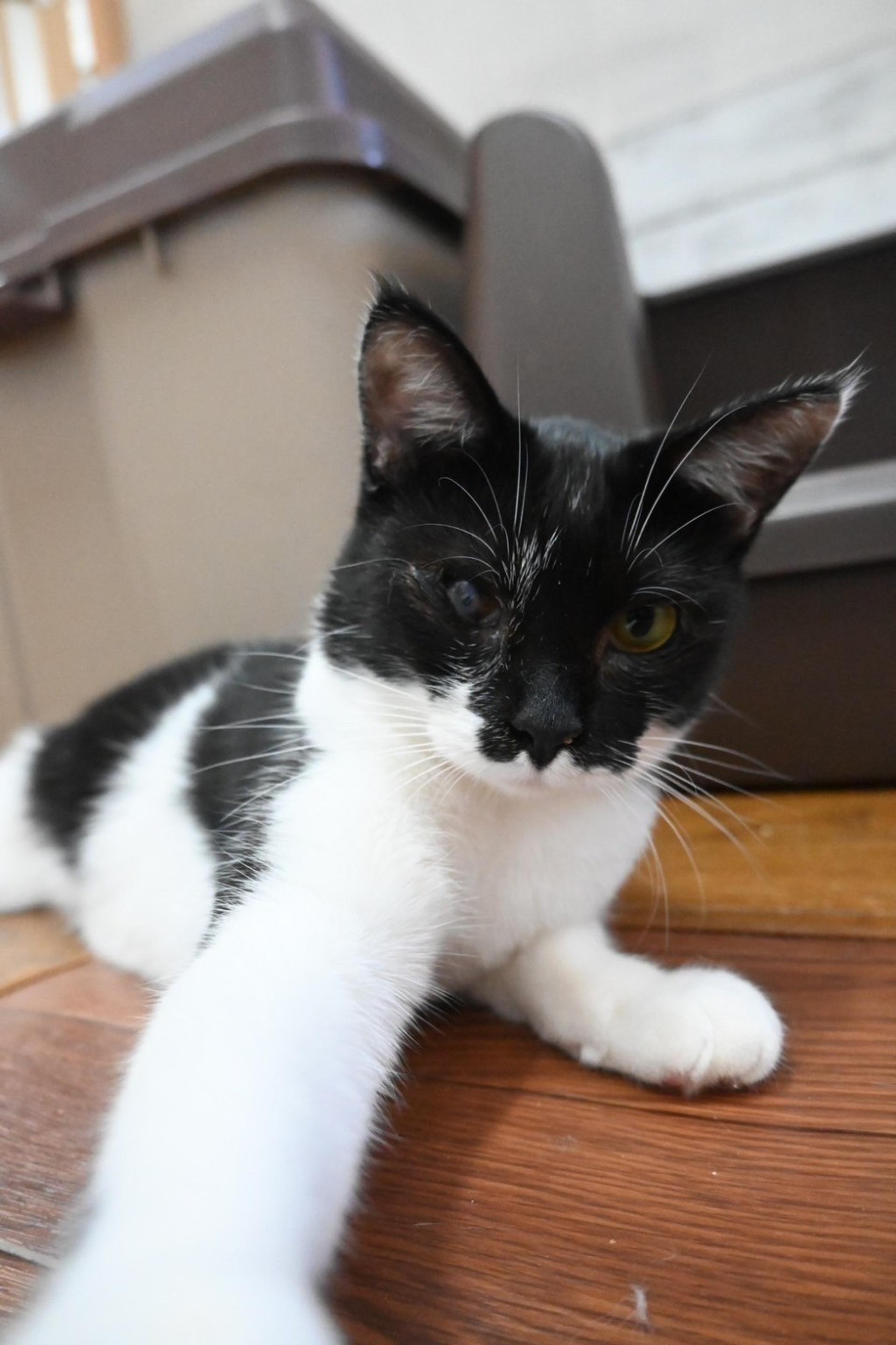 pet-image-2