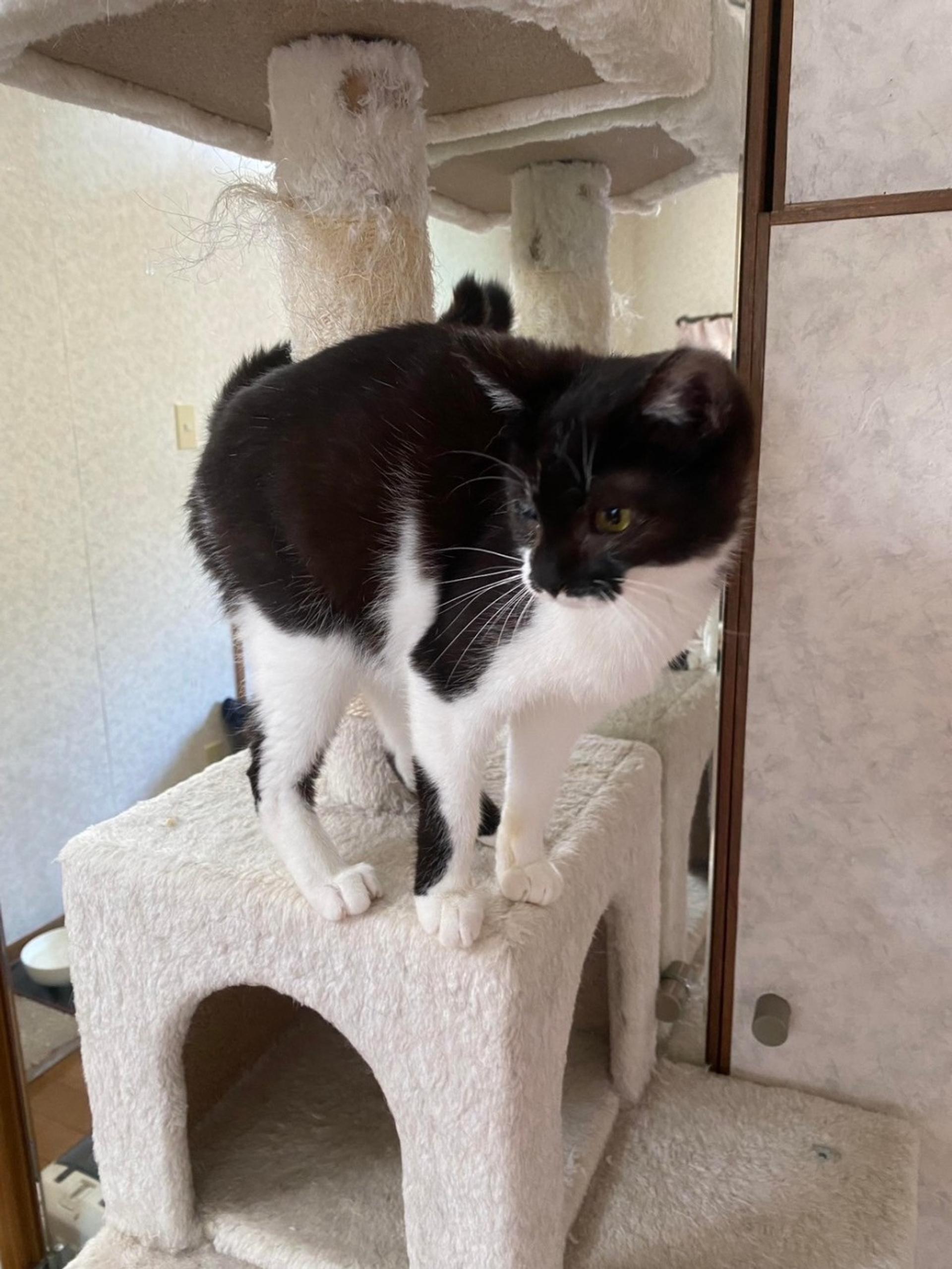 pet-image-4