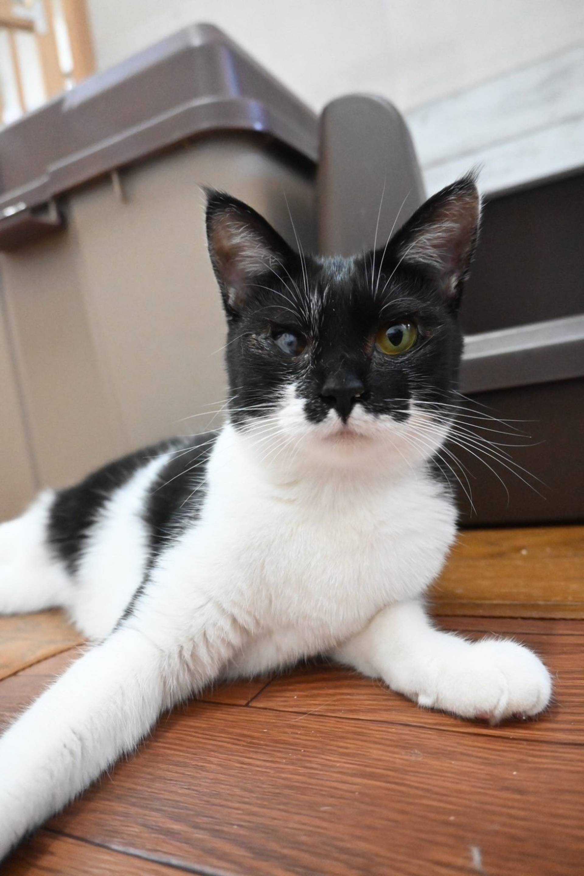 雑種（ミックス猫）・メスの里親募集の写真