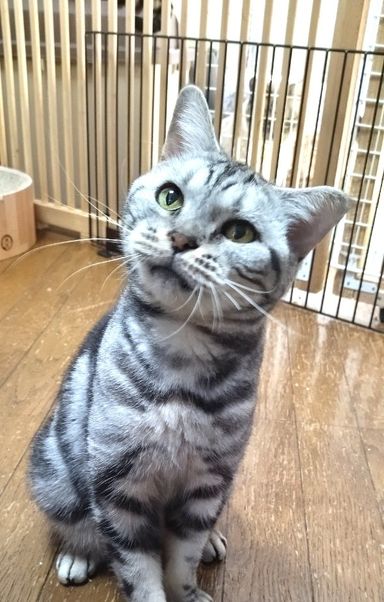 リナ