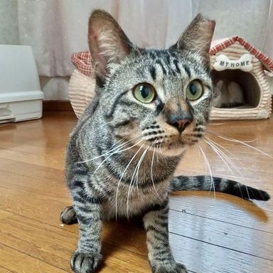 麦の写真