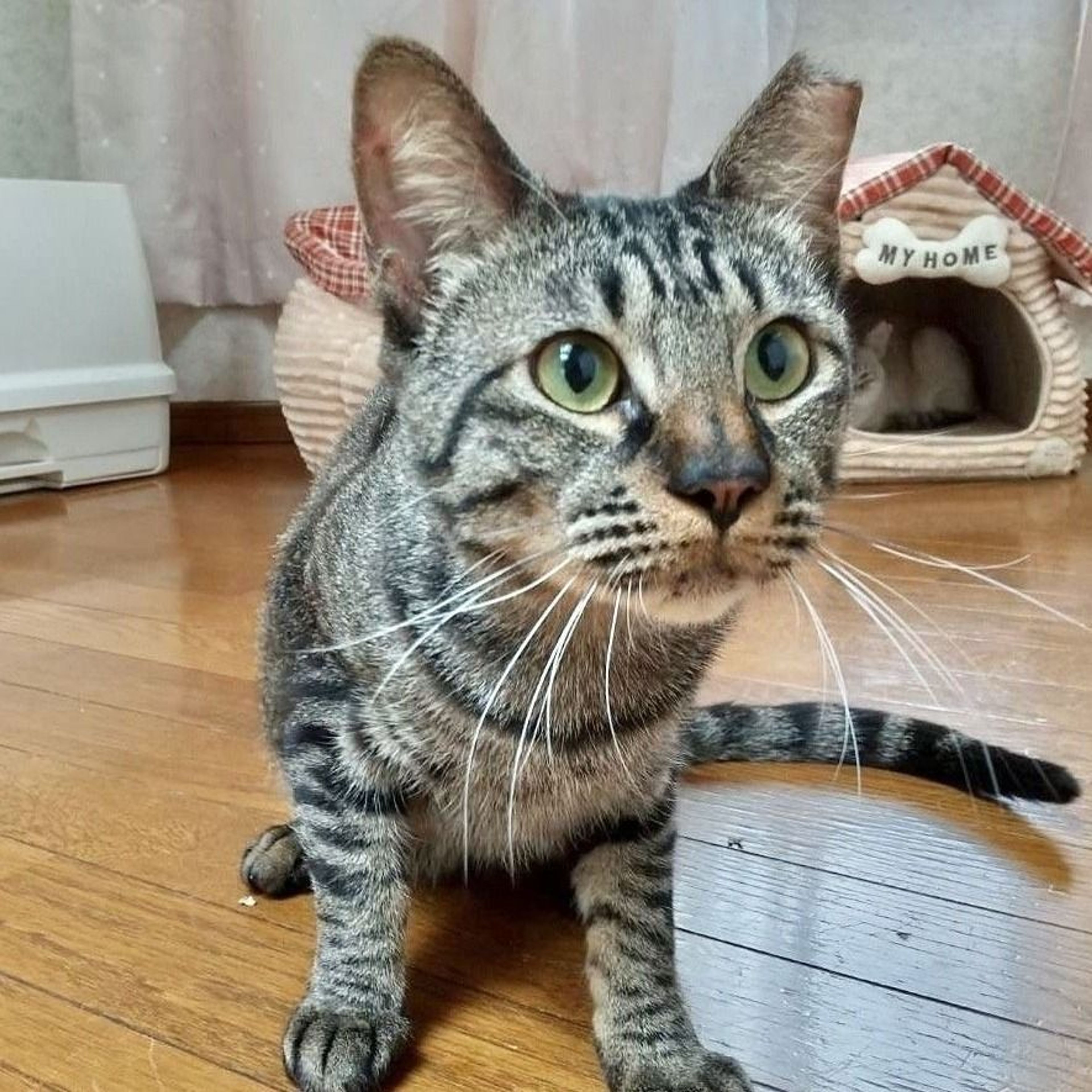 雑種（ミックス猫）・メスの里親募集の写真