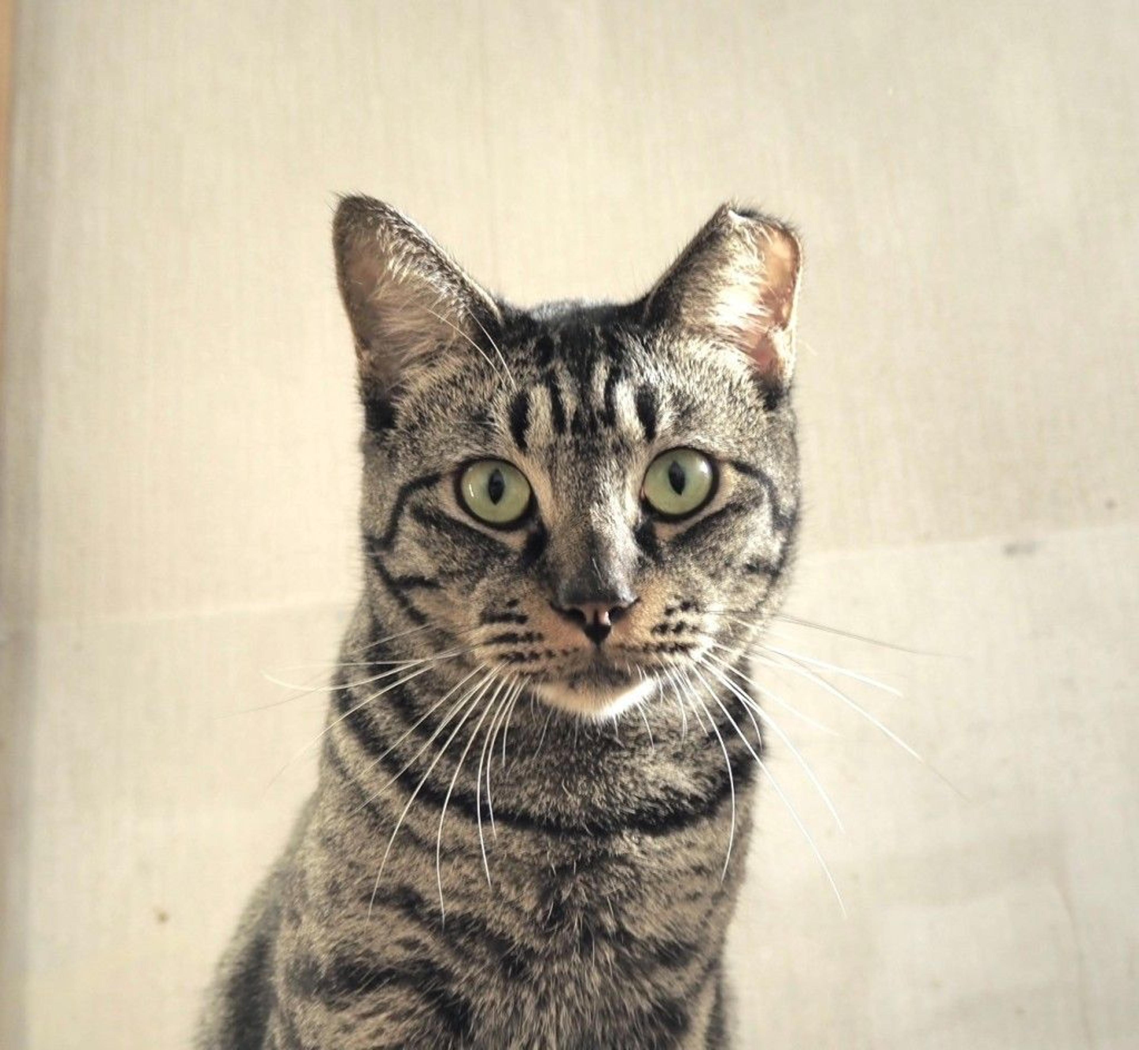 pet-image-2