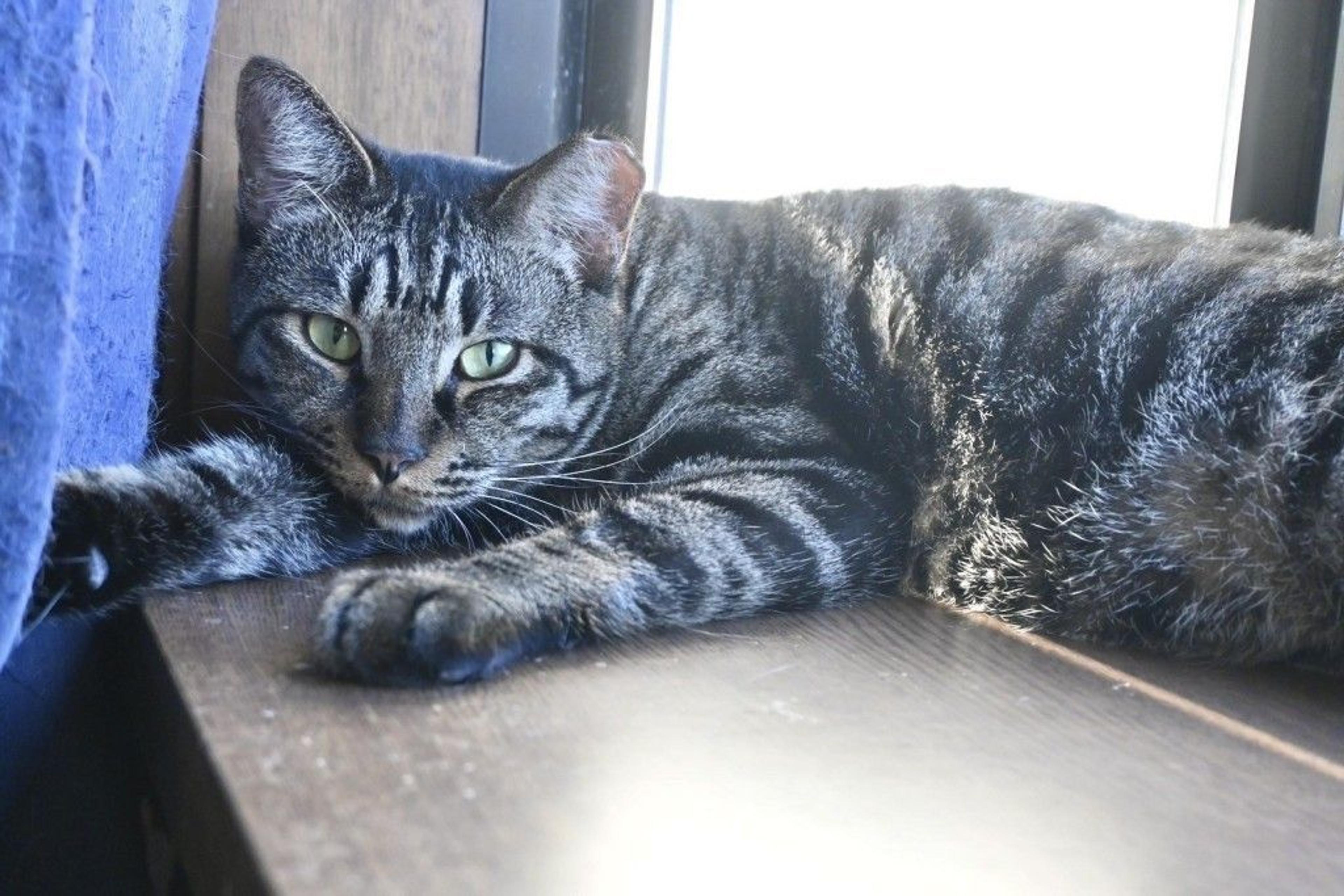 pet-image-4